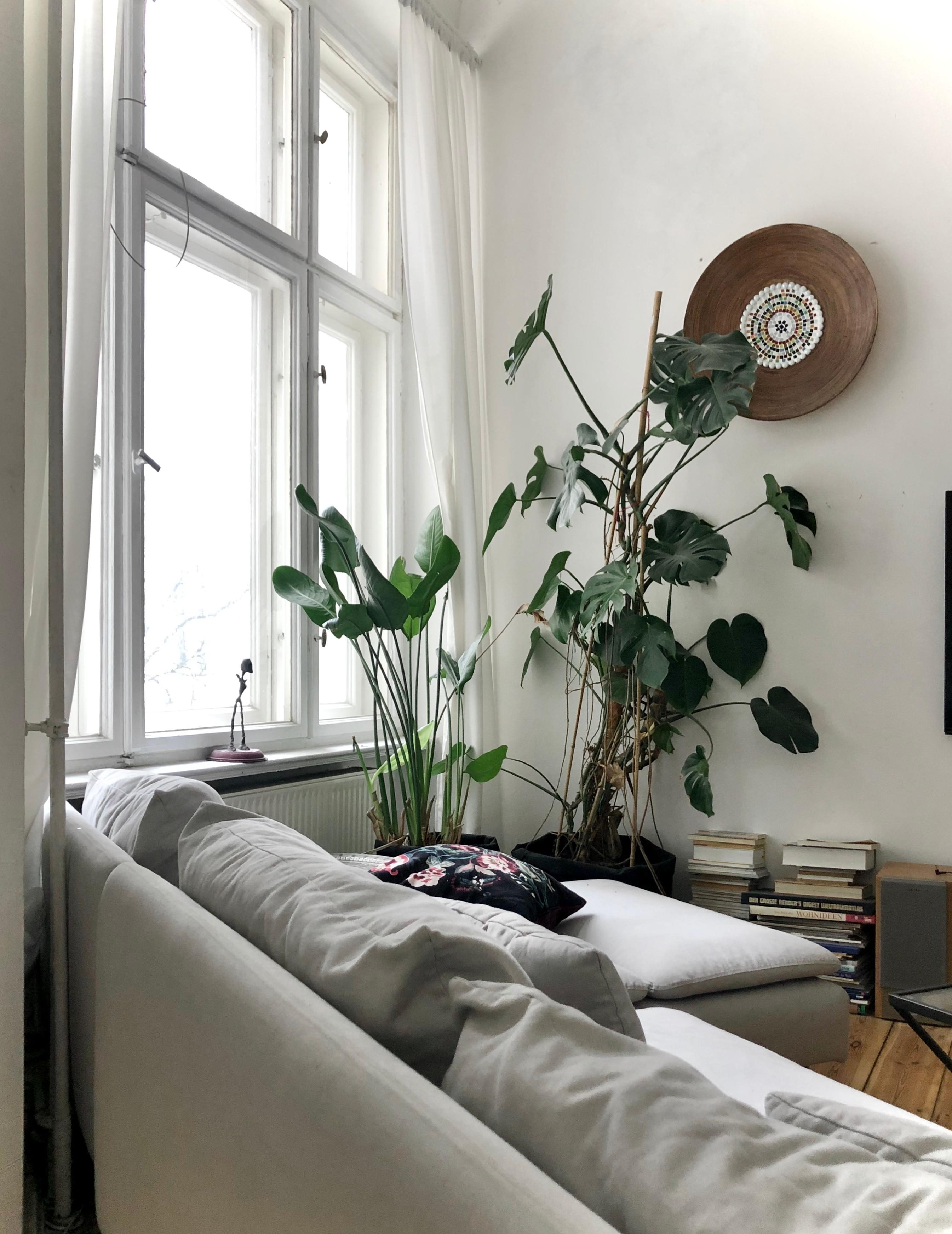 🌱🌿🍃 #monstera #pflanzen #wohnzimmer #sofa #altbau #berlin