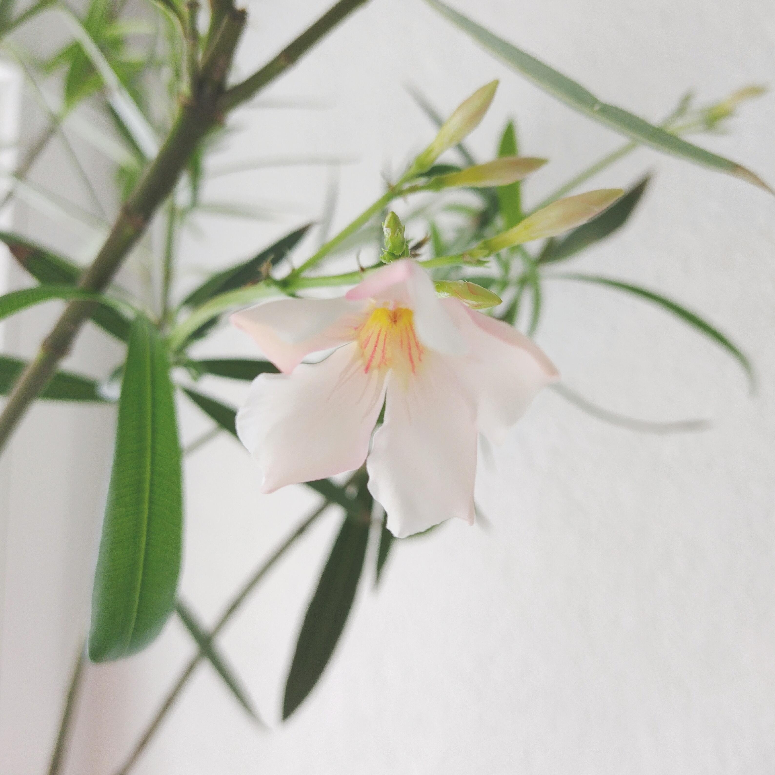 🌸
#oleander #baum #blüte