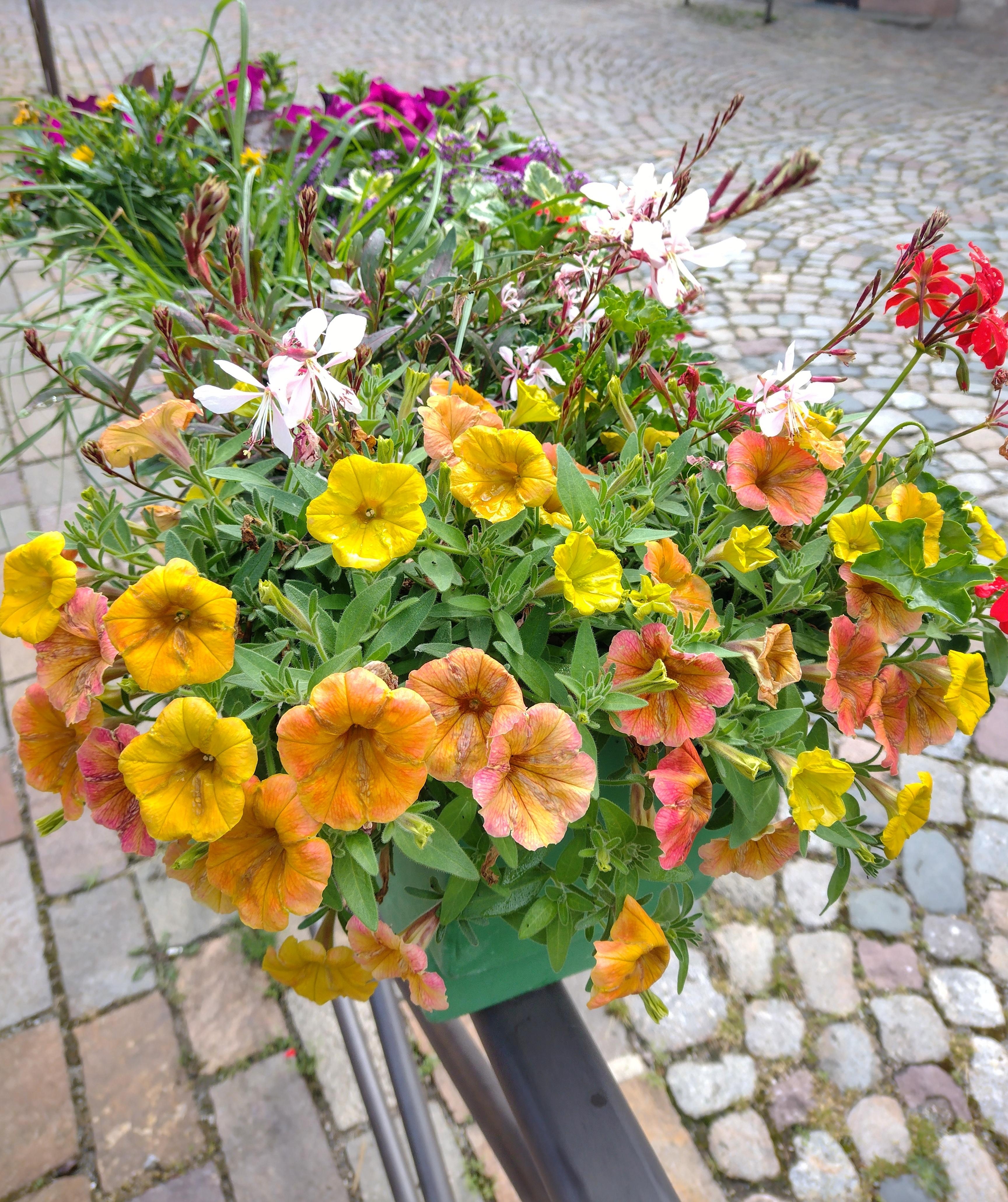 💛🧡💛
#petunien #frankreich #elsass #blumenliebe