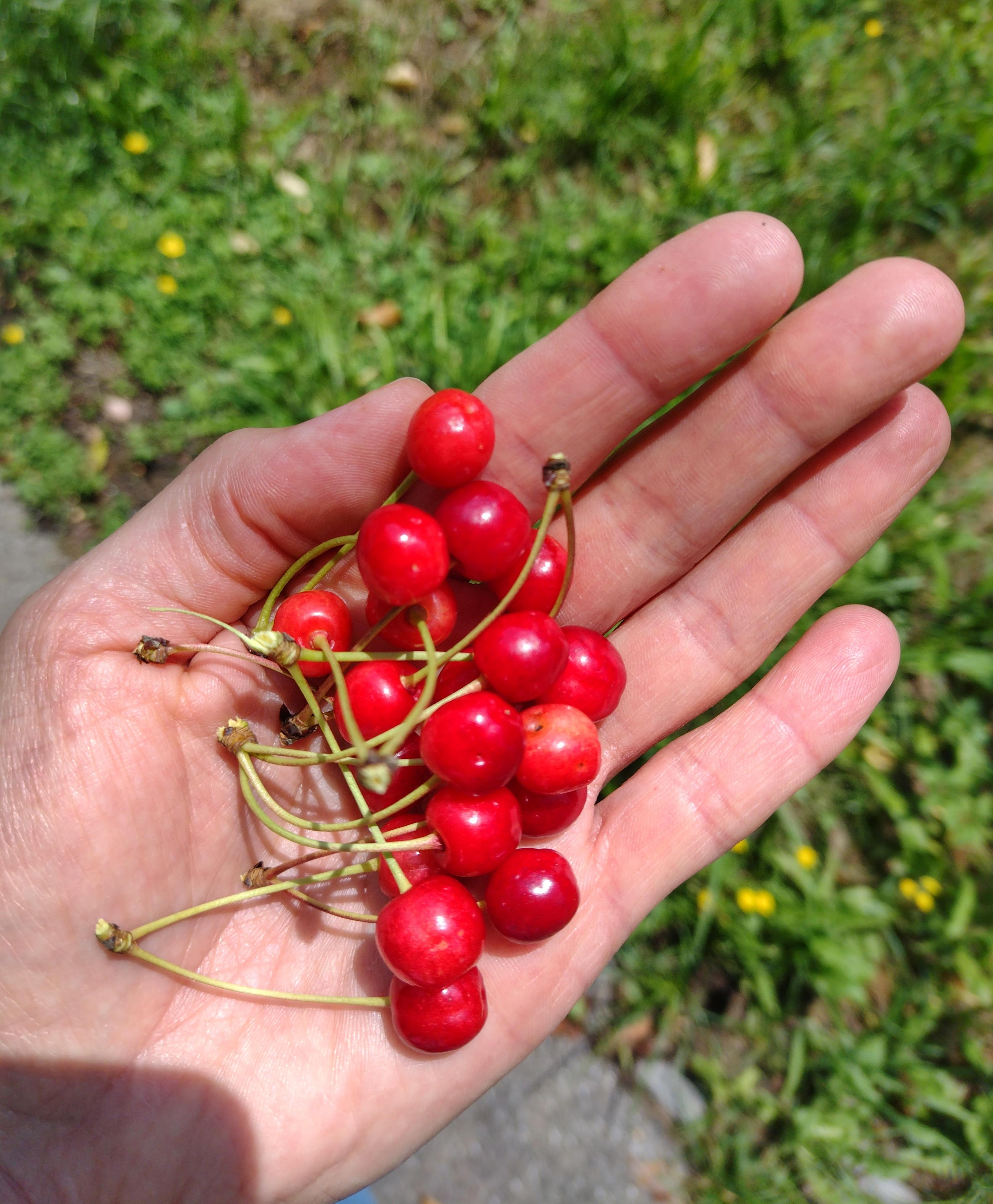 🍒
#sauerkirsch #sommer #früchte #obst