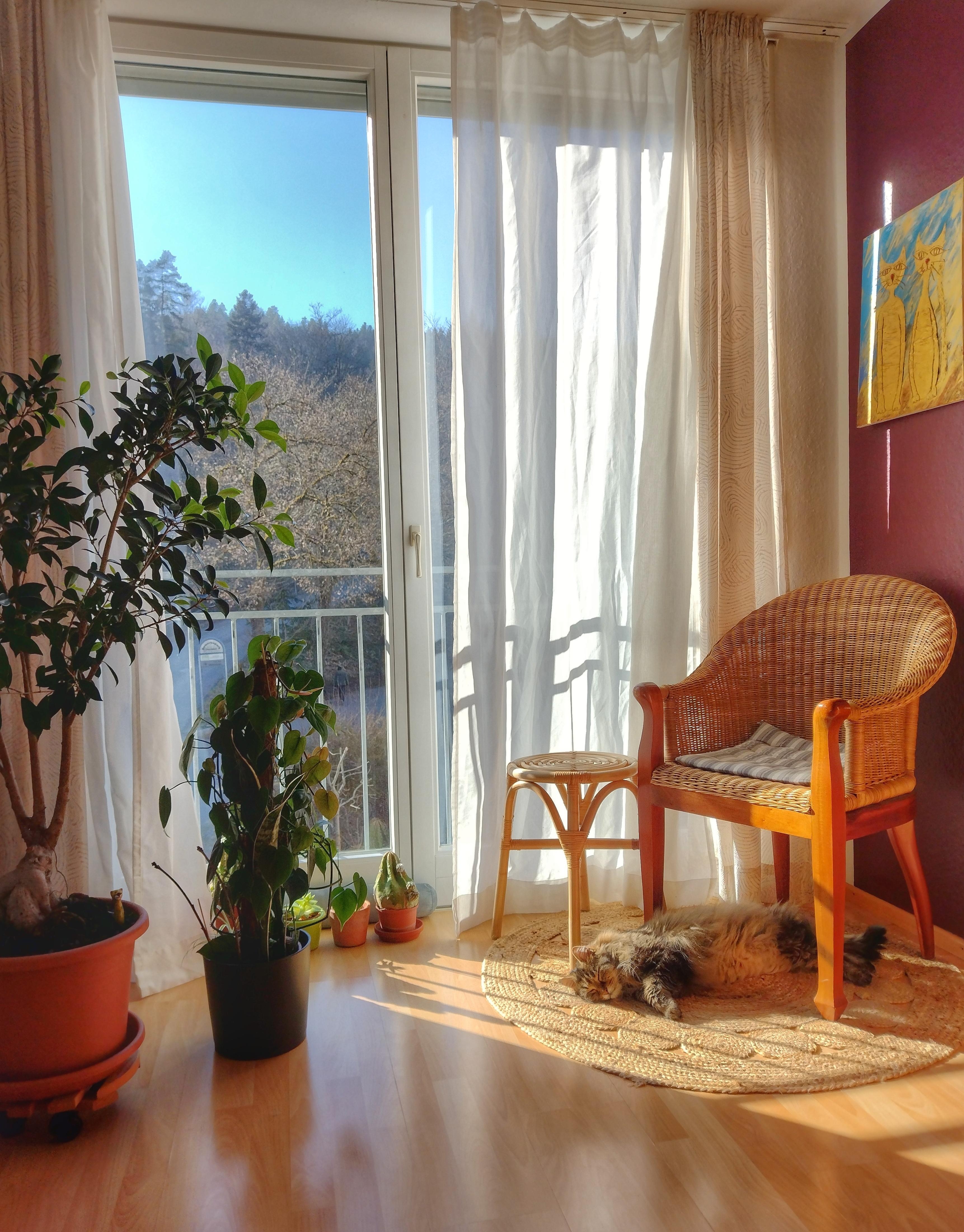 🌞🐈‍⬛🪴
#sonnenschein #frühling #zimmerpflanzen #katze #vintagesessel #rattansessel #runderteppich #hocker #dachgeschosswohnung