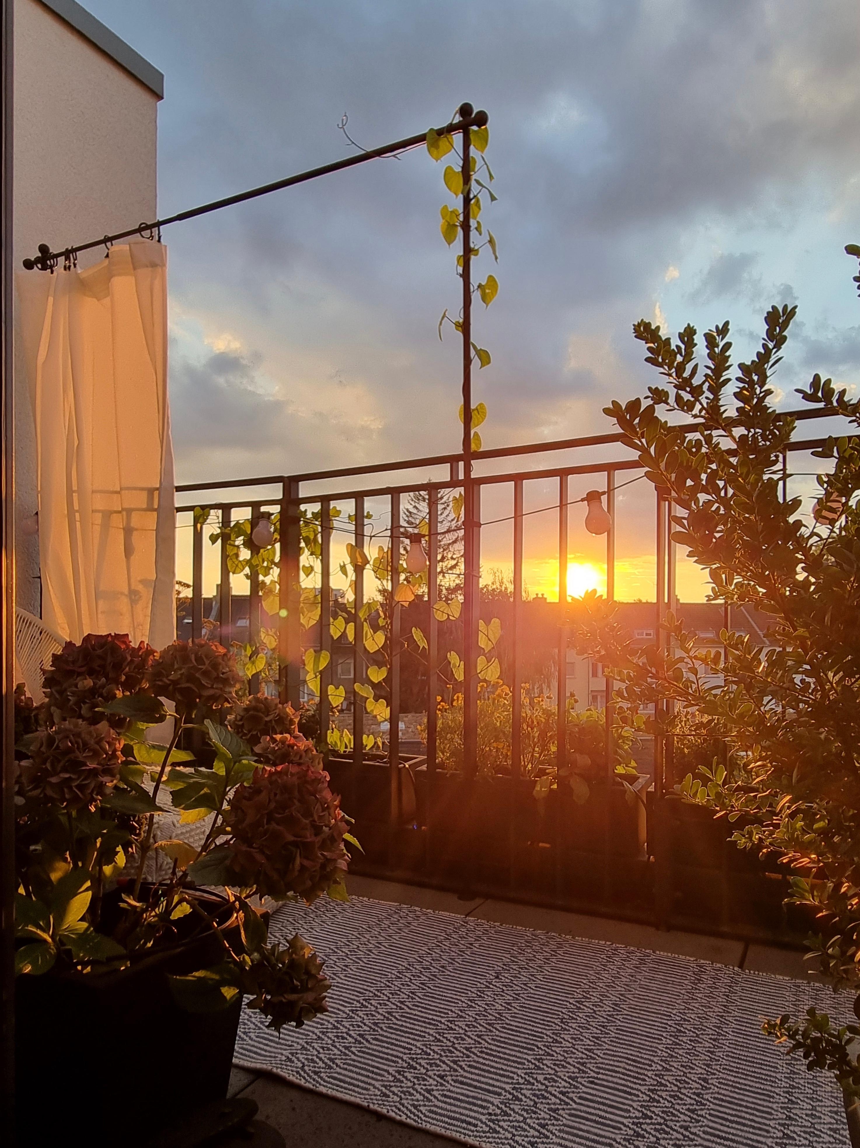 🥹 #sonnenuntergang #balkonpflanzen #balkon