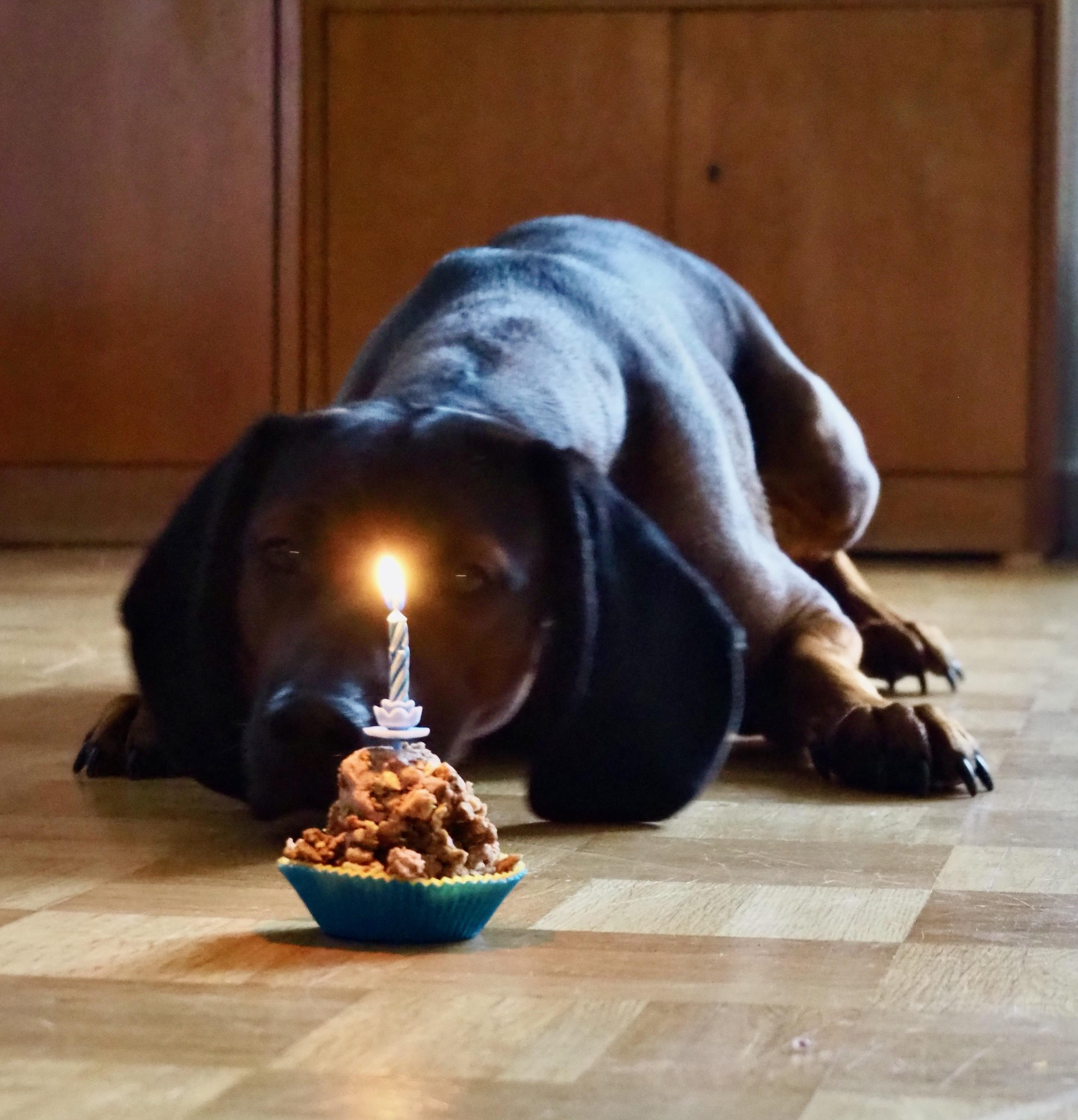 🥳🎊🎉 Total #glücklich , ihn zu haben
2. Geburtstag von Esko & dazu dein liebster Cupcake 🧁😋