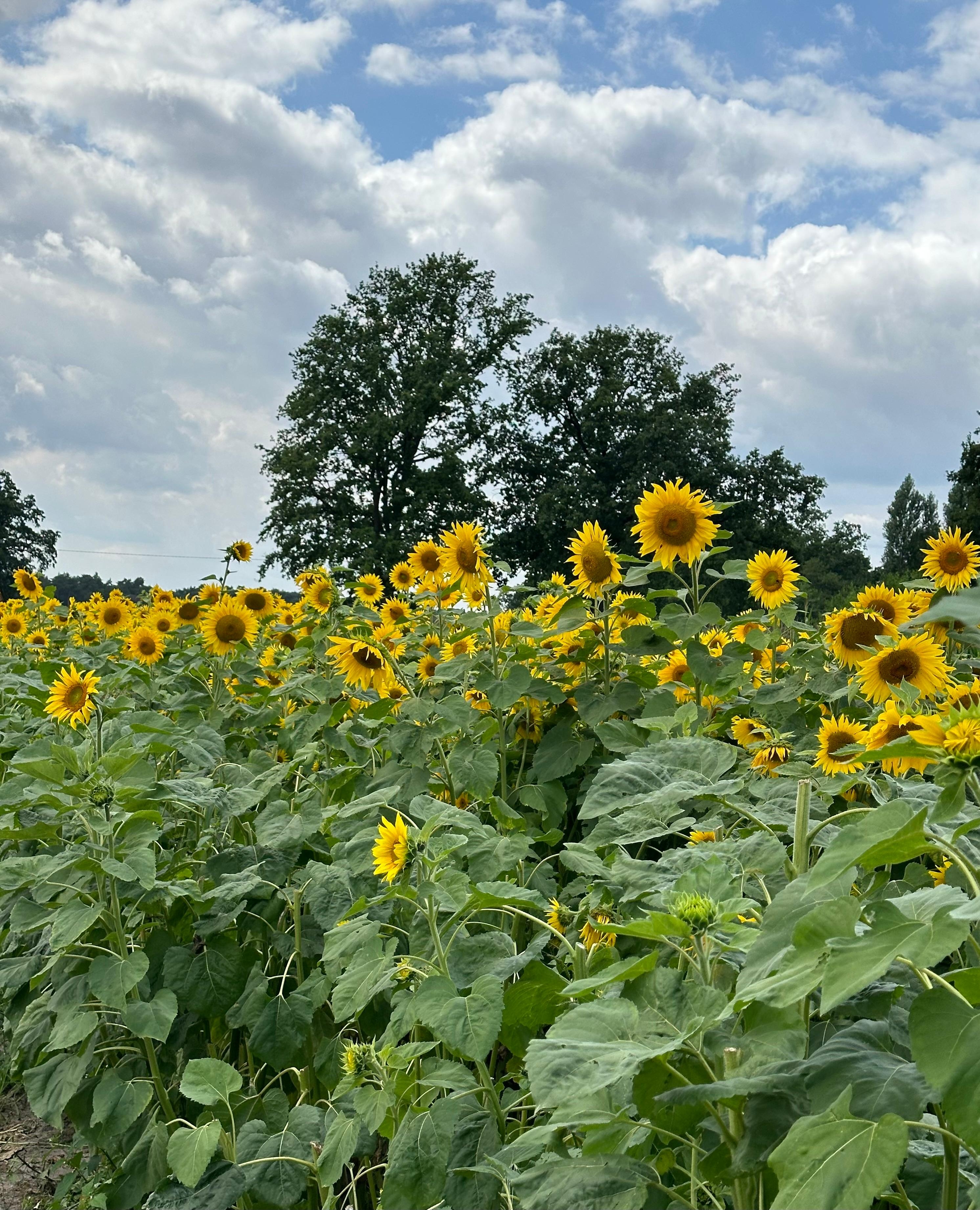 ... und da sind sie wieder in voller Pracht, die SONNENBLUMEN 🌻.
#Sommer #Blumen