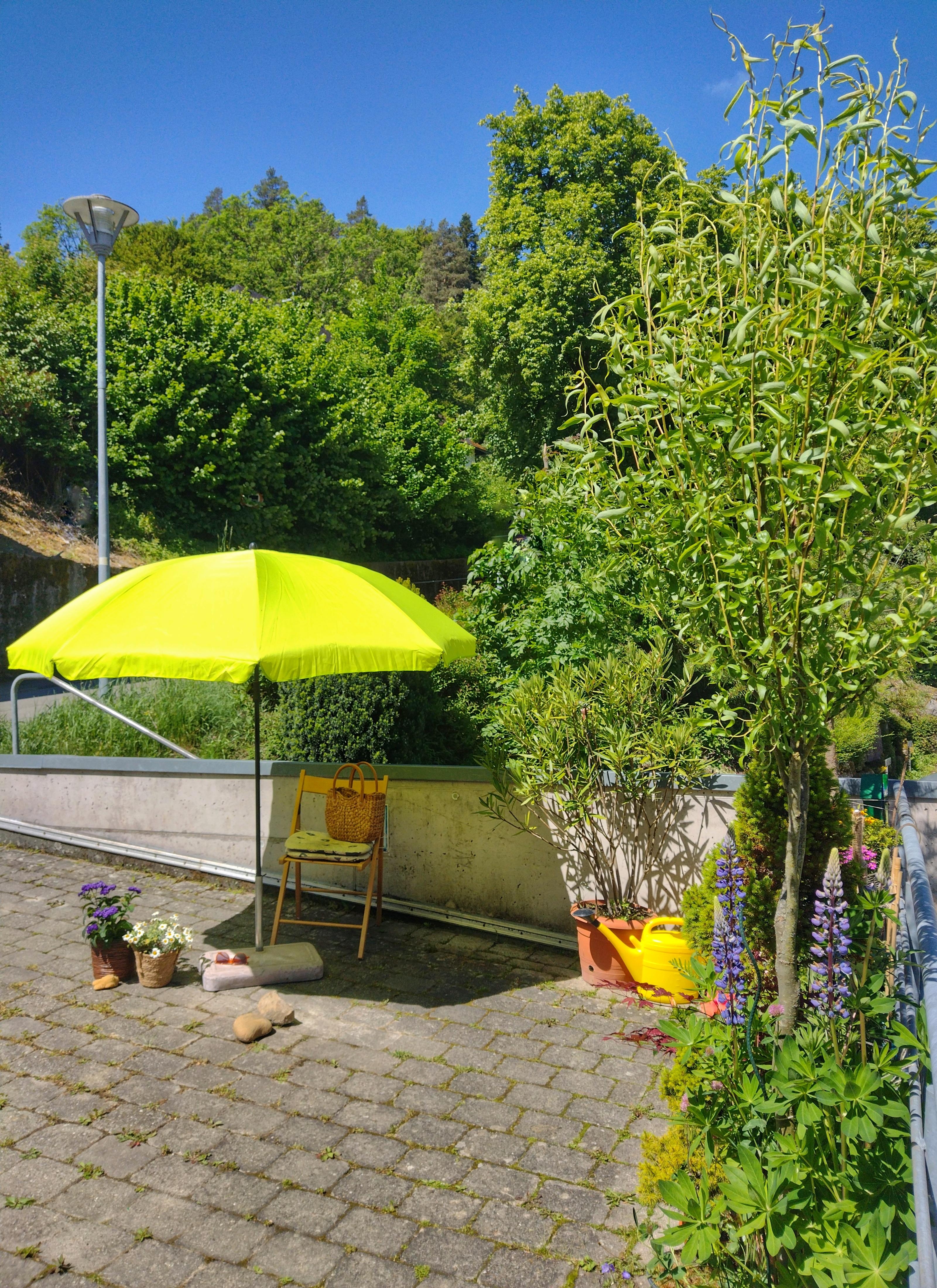 🌞💚🏖️
#urbangardening #sommer #sonnenschirm #topfgarten #outdoor #dasistmeinparkplatz