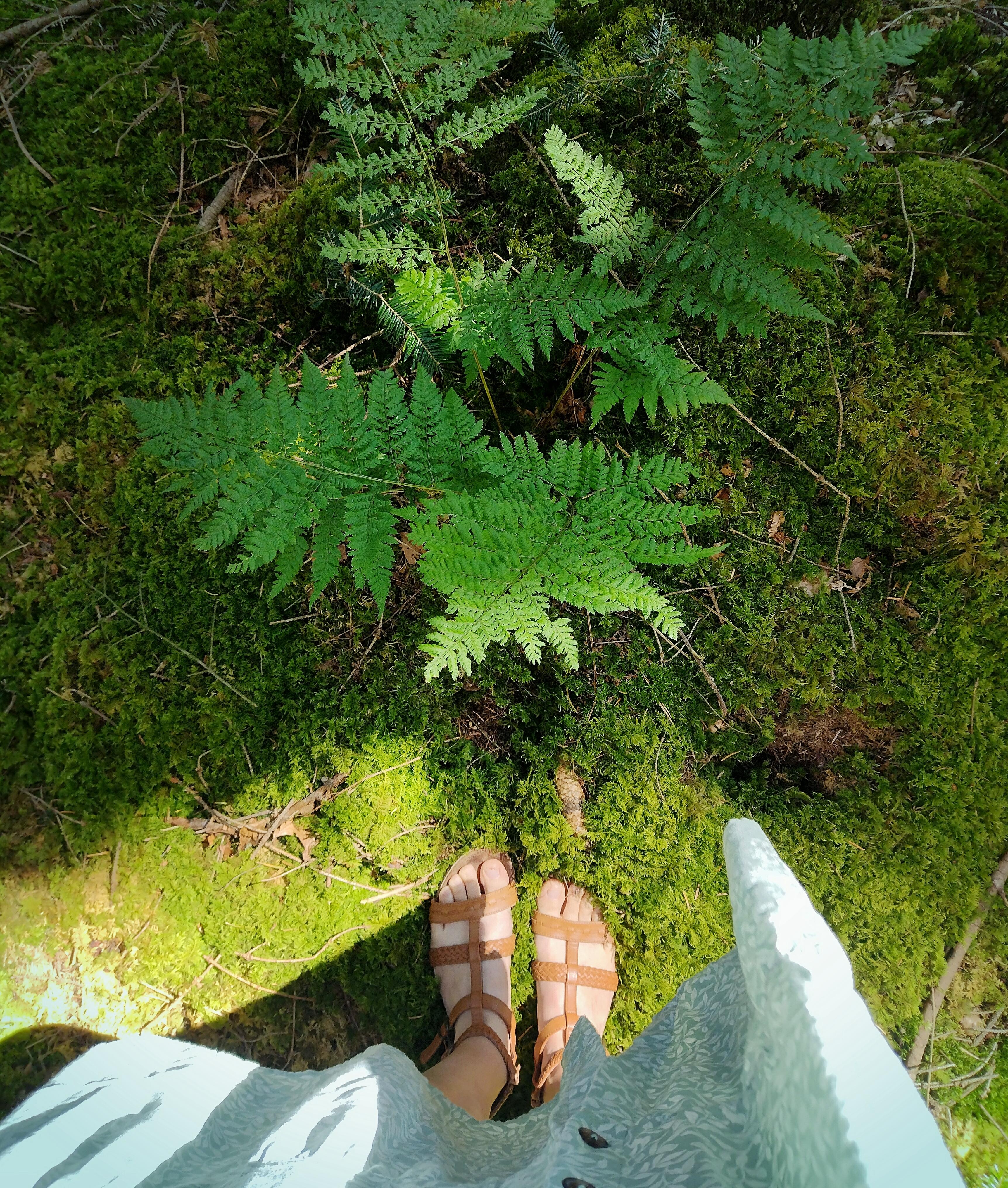 🌲🌳💚🌳🌲
#wald #waldliebe #natur #naturliebe #waldboden #moos #farn #sommer