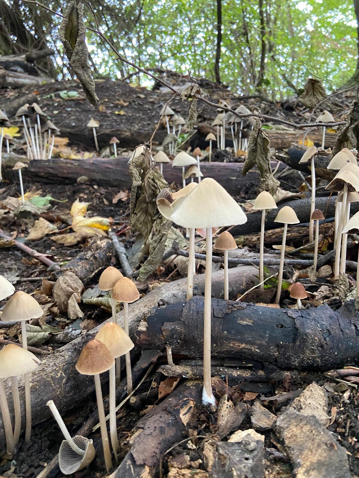 🍄‍🟫 
#Waldspaziergang #Herbst