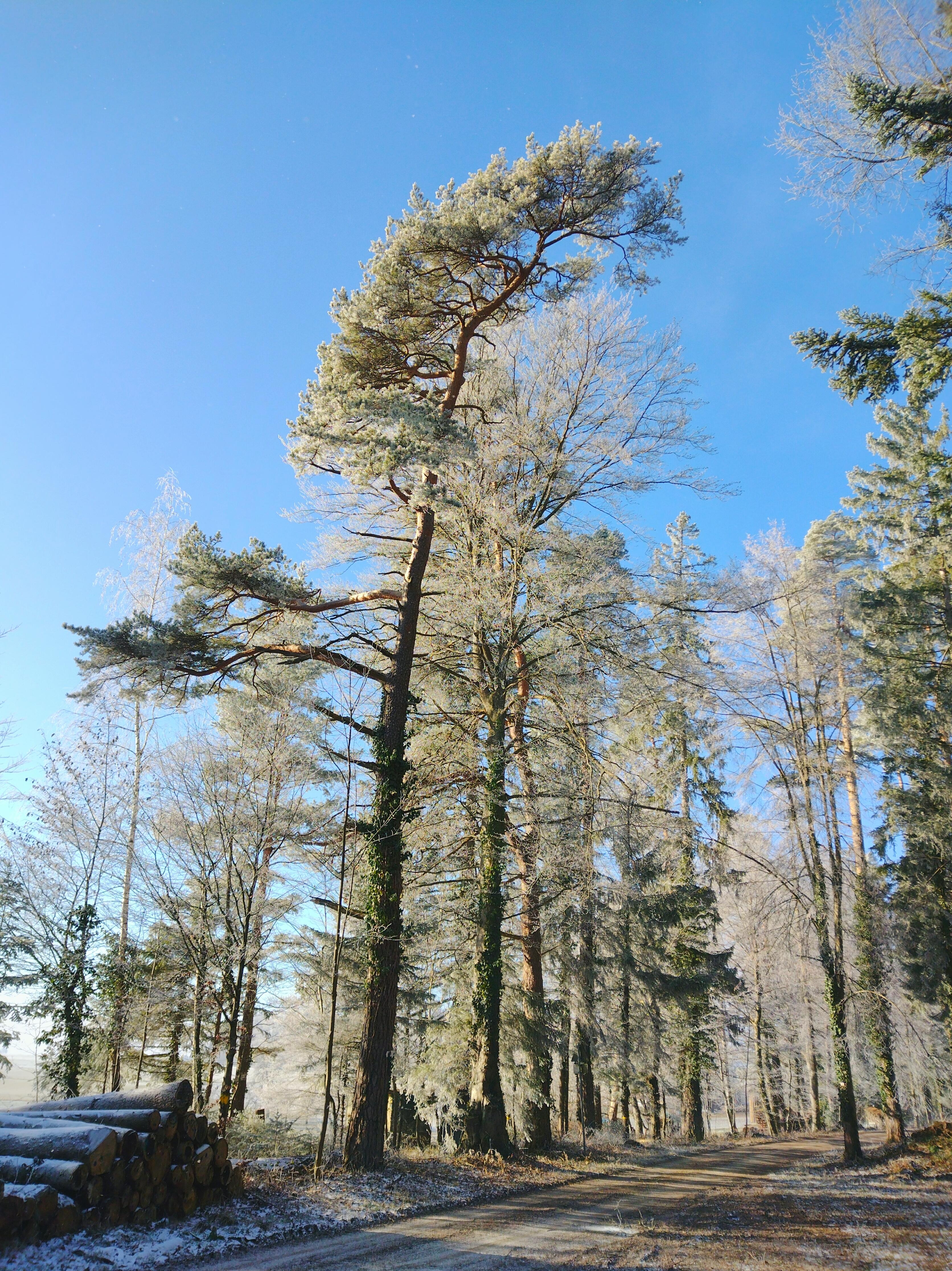 ☀️🥶
#winter #frost #wald #bäume #naturliebe