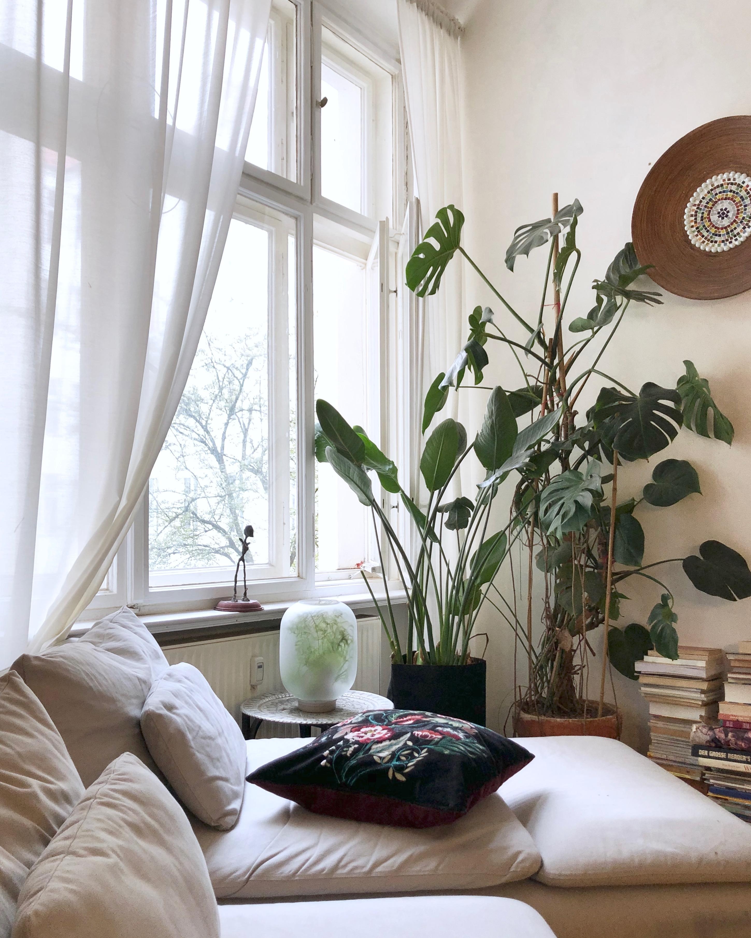 🍃🌿🌱 #wohnzimmer #pflanzen #monstera #urbanjungle #altbau #fenster #sofa