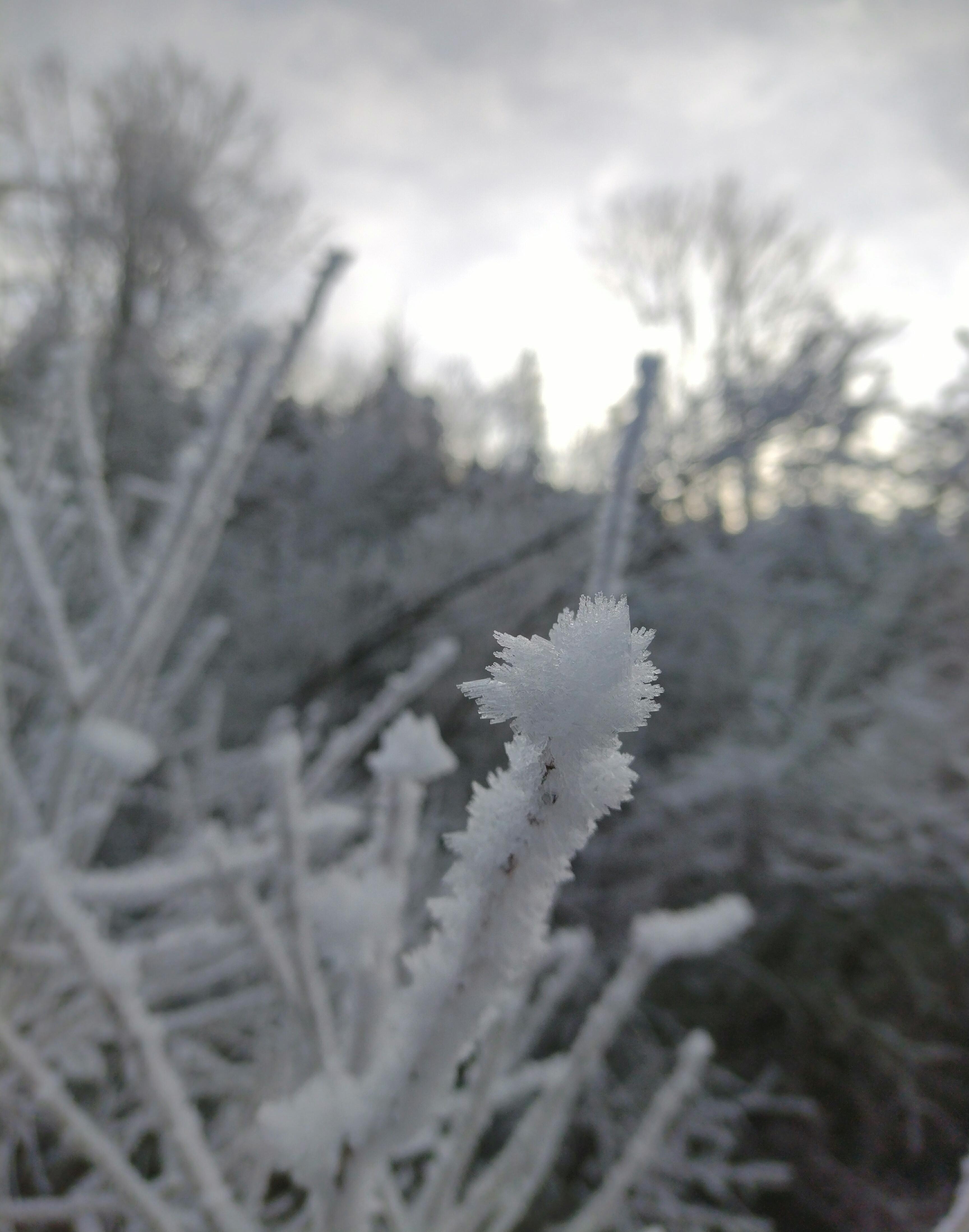 1.1.2025 ❄️
#neujahr #2025 #frost #winter #winterliebe #outdoor #draussensein #naturliebe