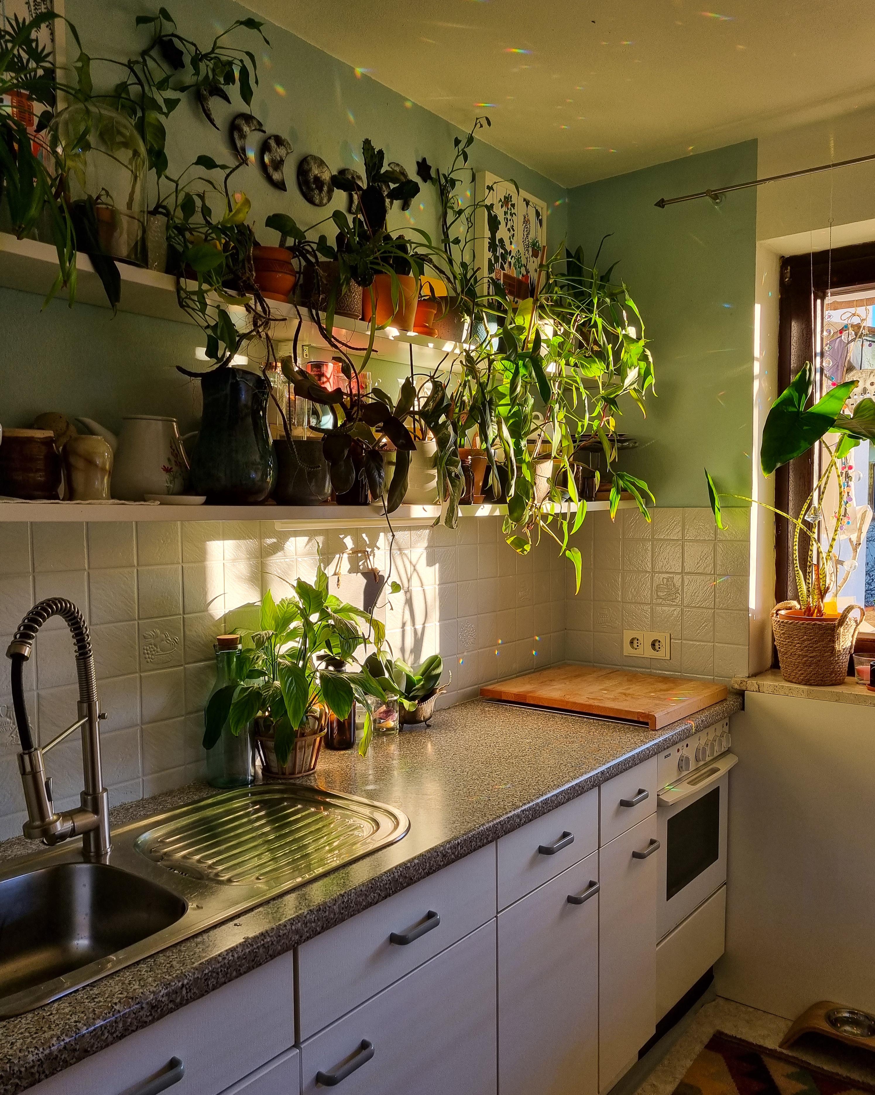5 Minuten Sonne 🌞 #Küche #Regal #Pflanzen #keramik #Geschirr #Wohnung #deko #Poster #Girlande #Mondgirlande 