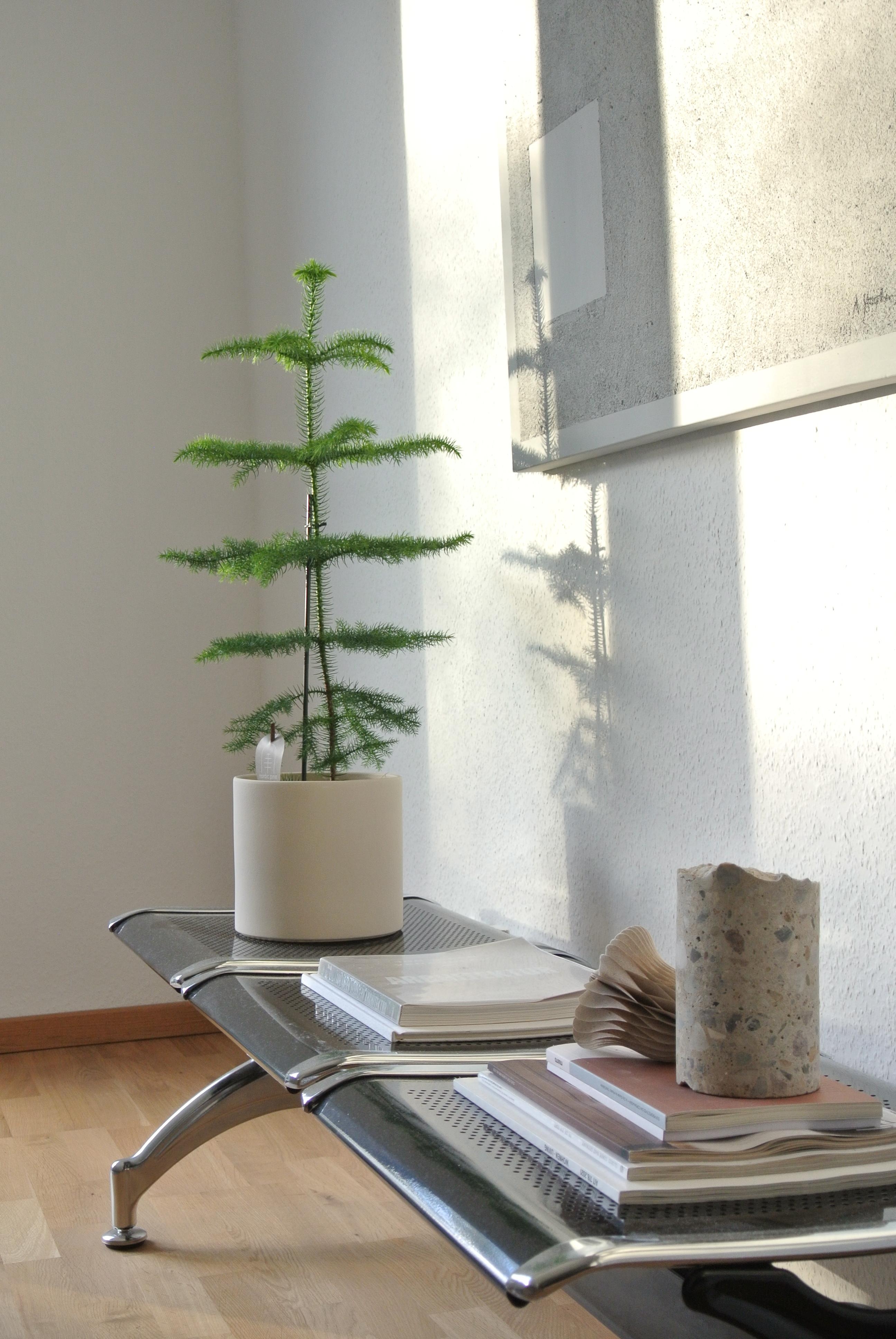 A TÄNNSCHEN PLEASE - Ganz sanft zieht bei uns #Weihnachten mit einer Minivariante als #Tannenbaum ins Haus ein 🌲