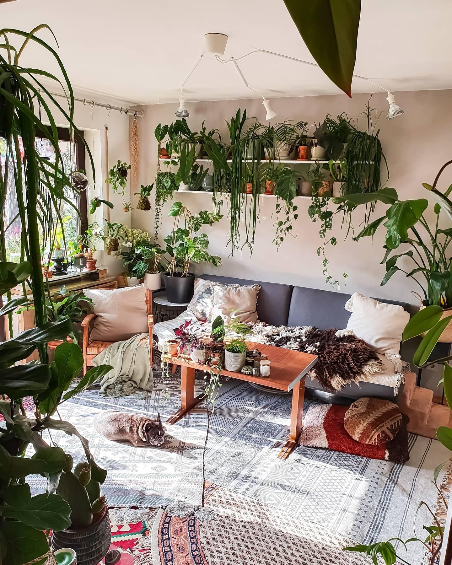 Ab auf die Couch #wohnzimmer #Pflanzen 