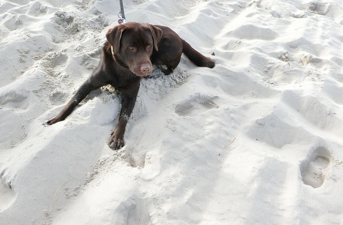Ab in den Sand bzw. Urlaub.
Nur leider ohne Hund, der gehört uns nicht. 
#urlaub #sand #ostsee #auszeit #usedom #juhuuu