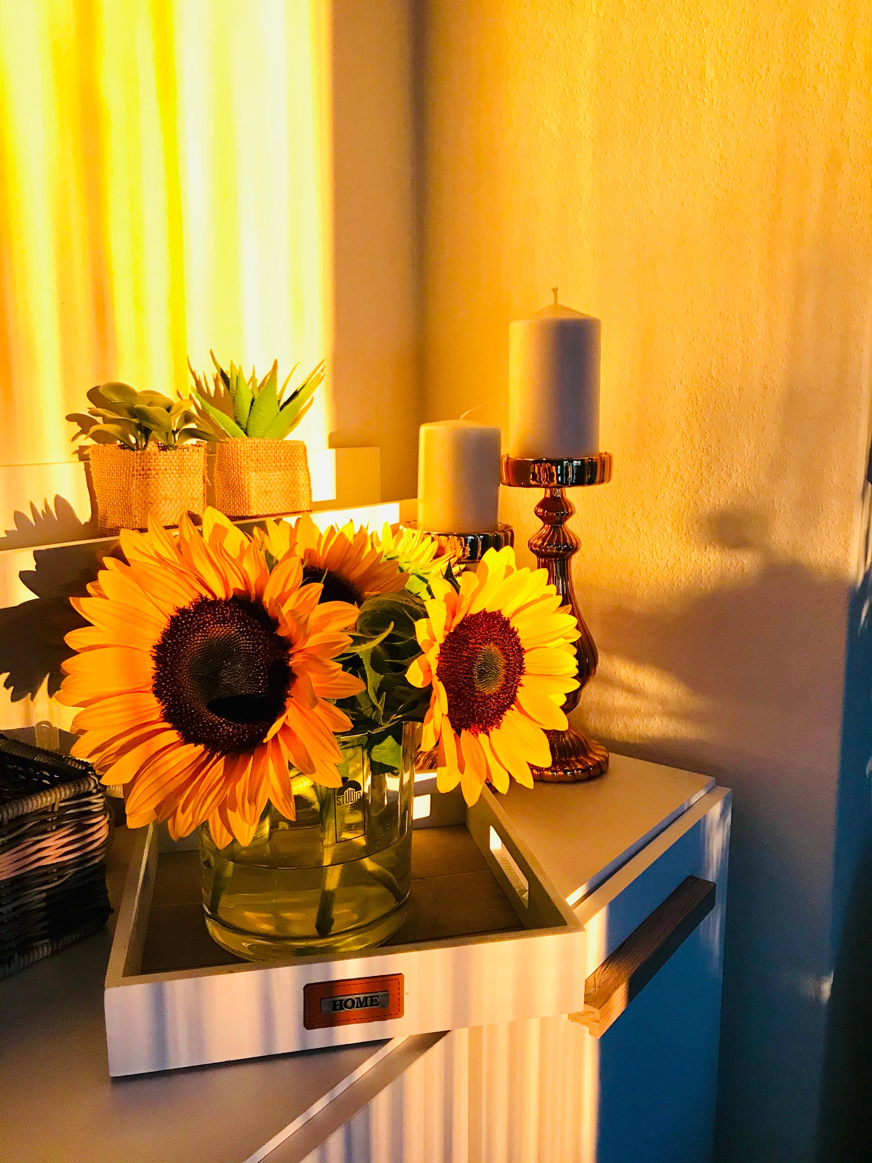 #Abendsonne über Heidelberg #Sonnenblumen ich liebe sie 🌻