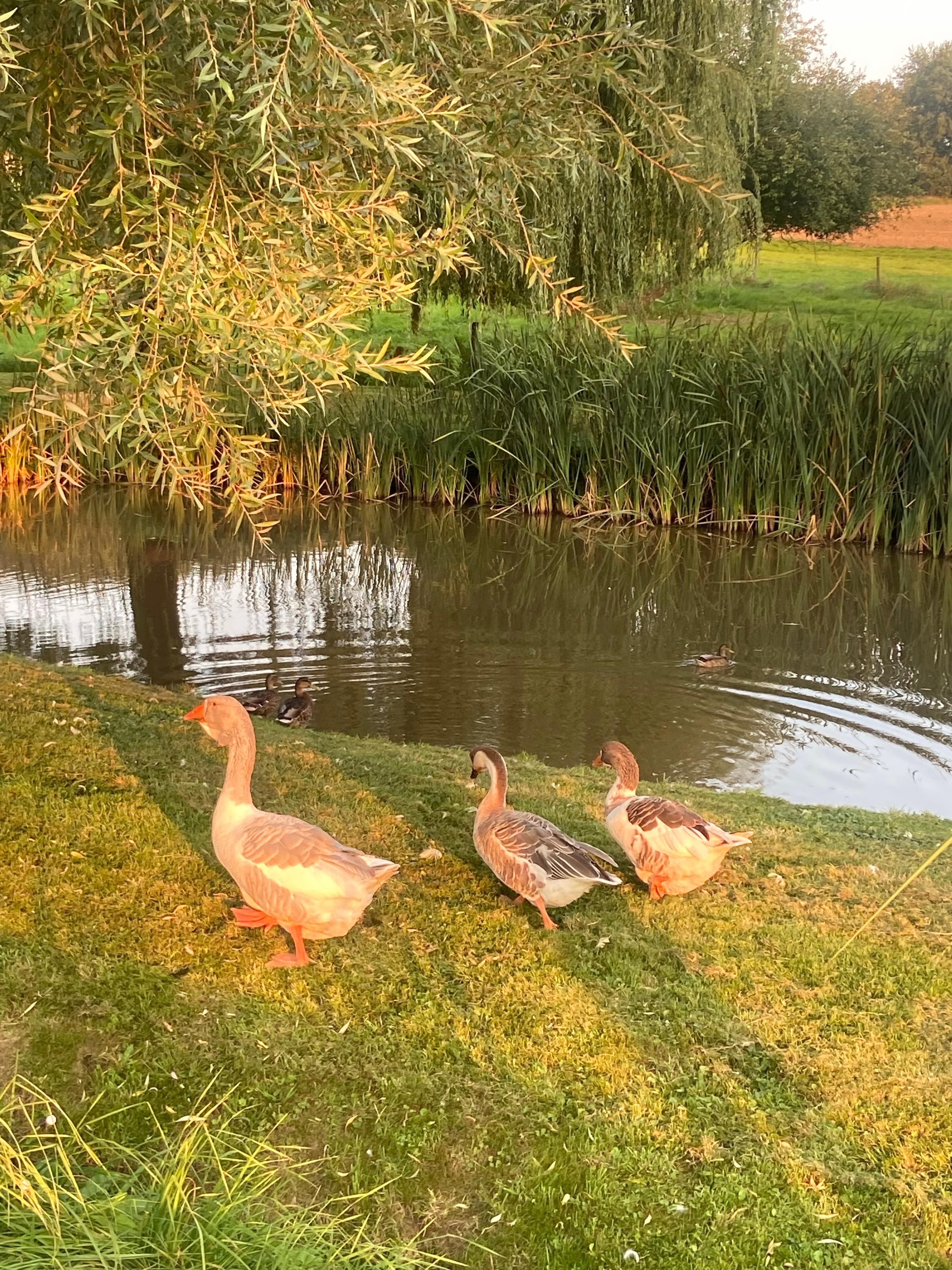 Abendstimmung am Fischteich