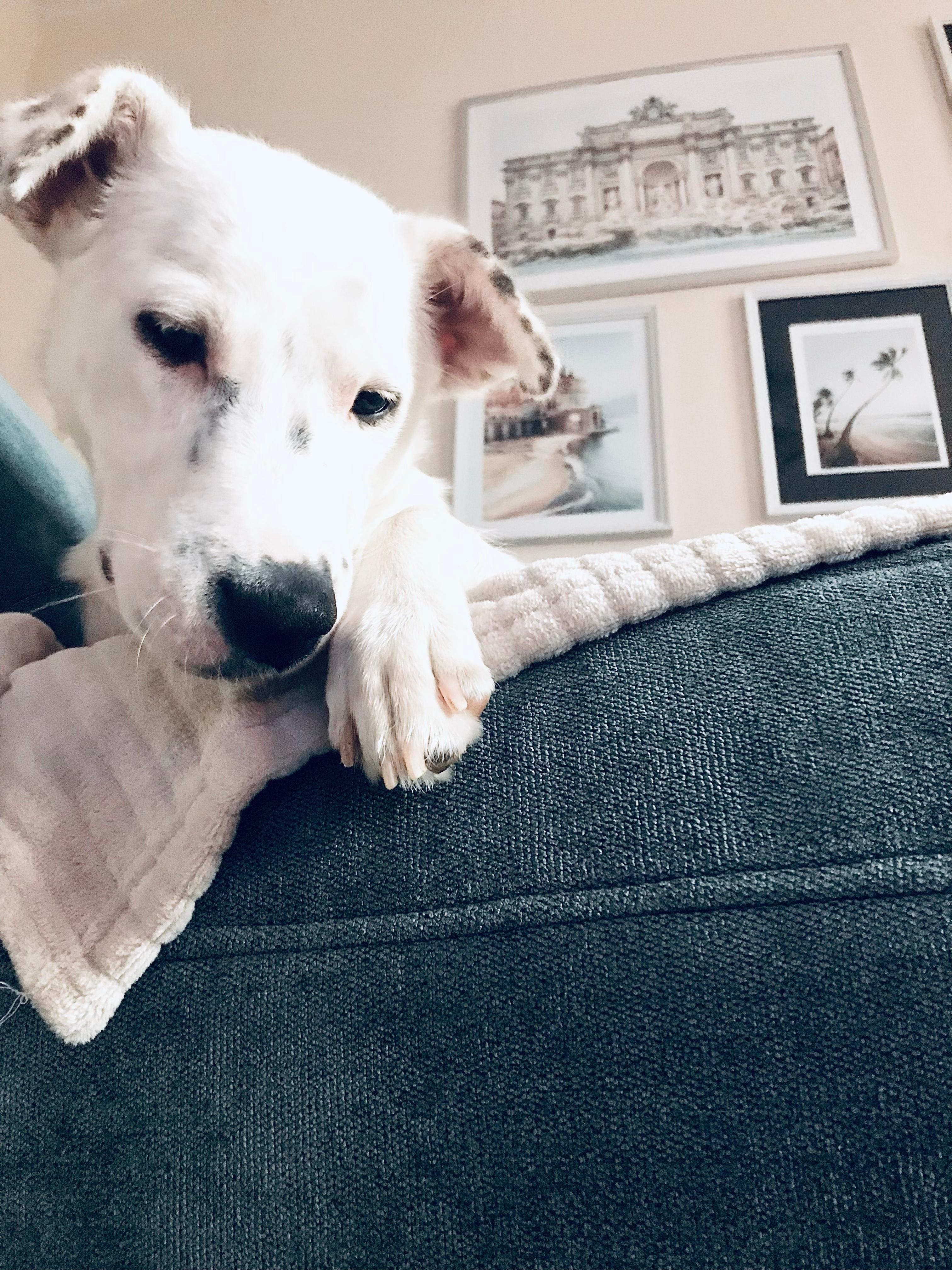 Abhängen am Sonntag unsere Avy 🐾🤍
#cozy #couch #wohnzimmer #bilderwand #hundeliebe #dog 