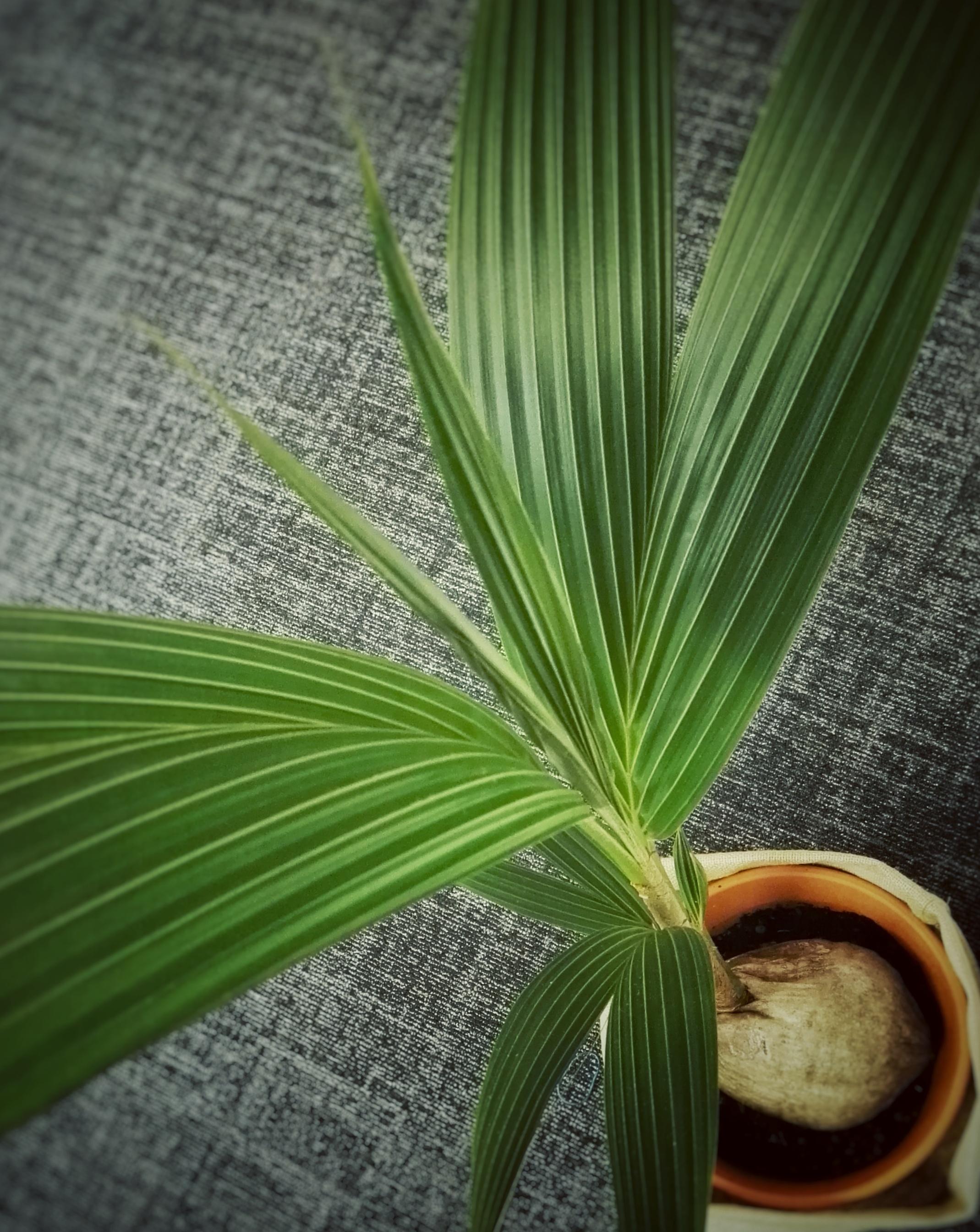 #abinsgrüne #kokosnuss #grün #zimmerpflanze
