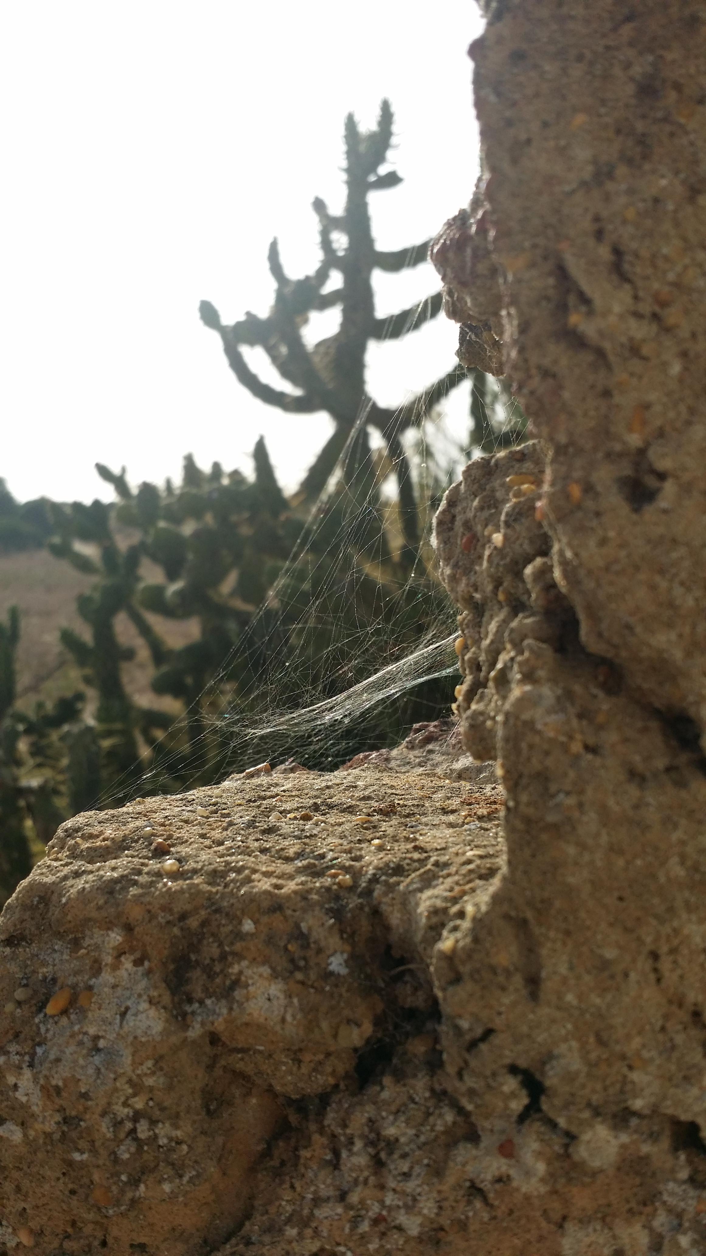 #abinsgruene #spinnennetz #kaktus #travel #weltreise #portugal #sagres 