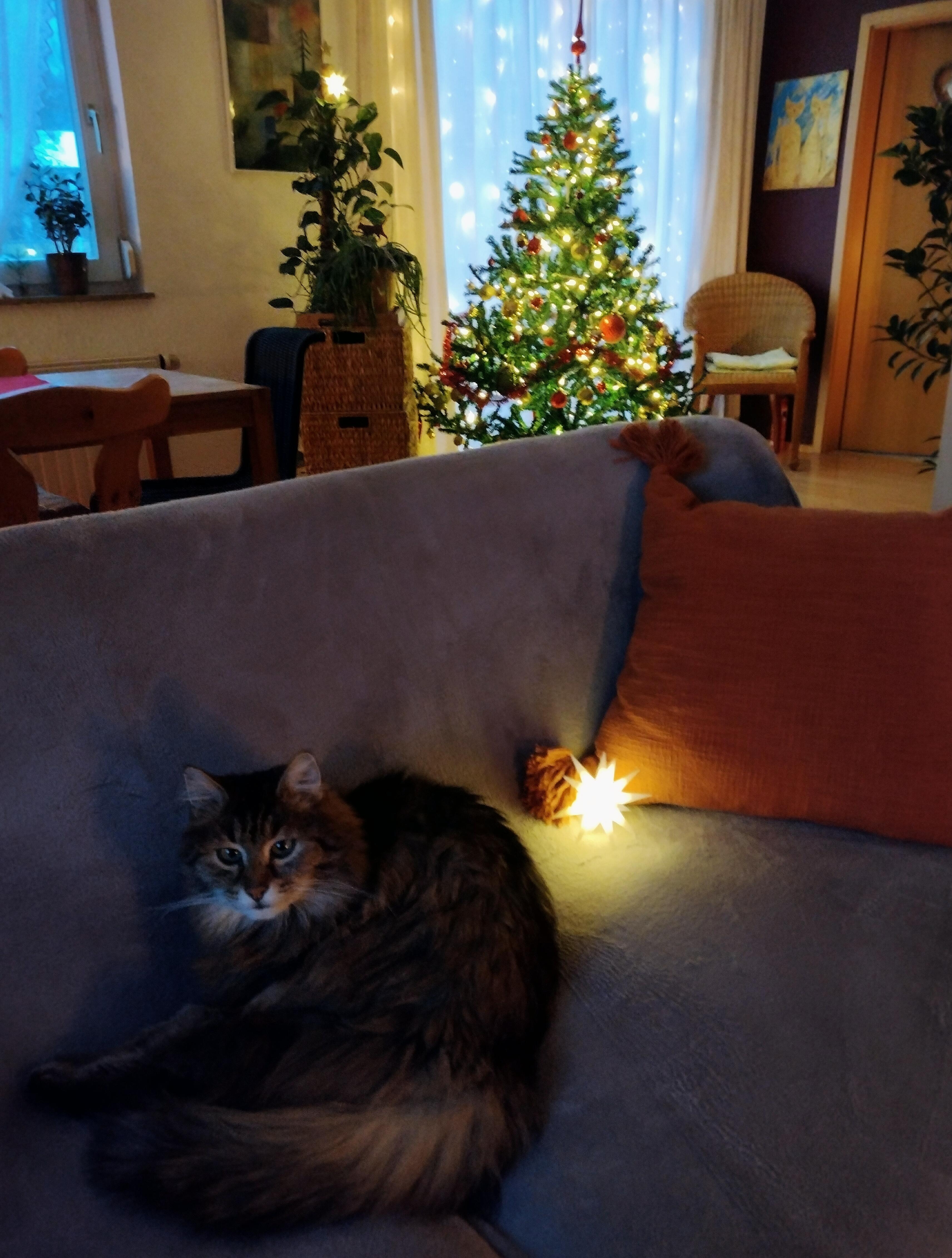 #advent #weihnachtlich #wohnzimner #katze #weihnachtsbaum #lichter #gemütlich