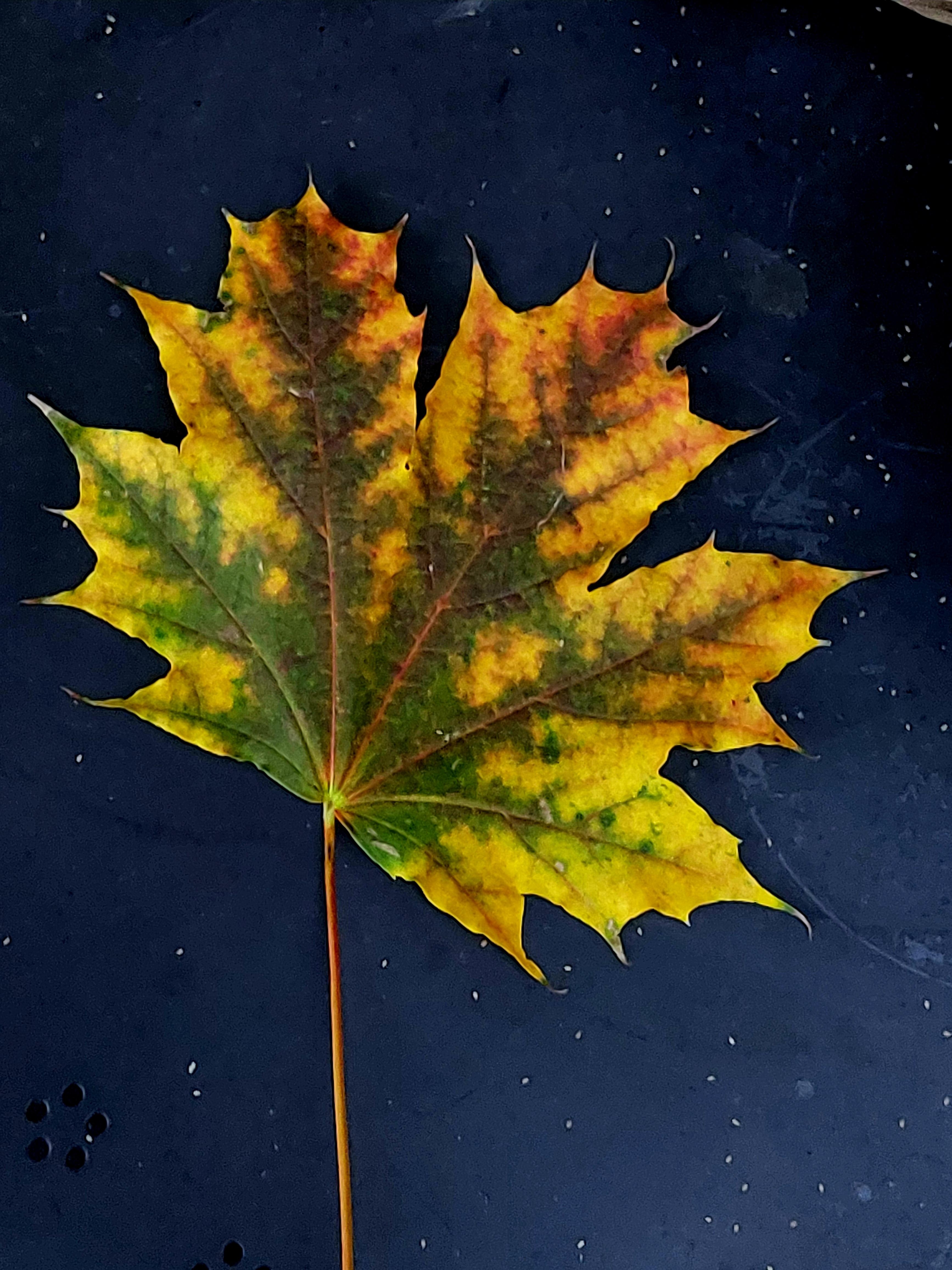 #Ahorn
🍁 H e r b s t f a r b e n 🍁
