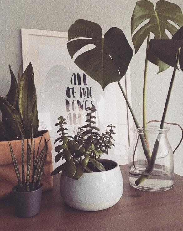 All of me loves all of you 🌿
#interior #home #green #plants #details #interior