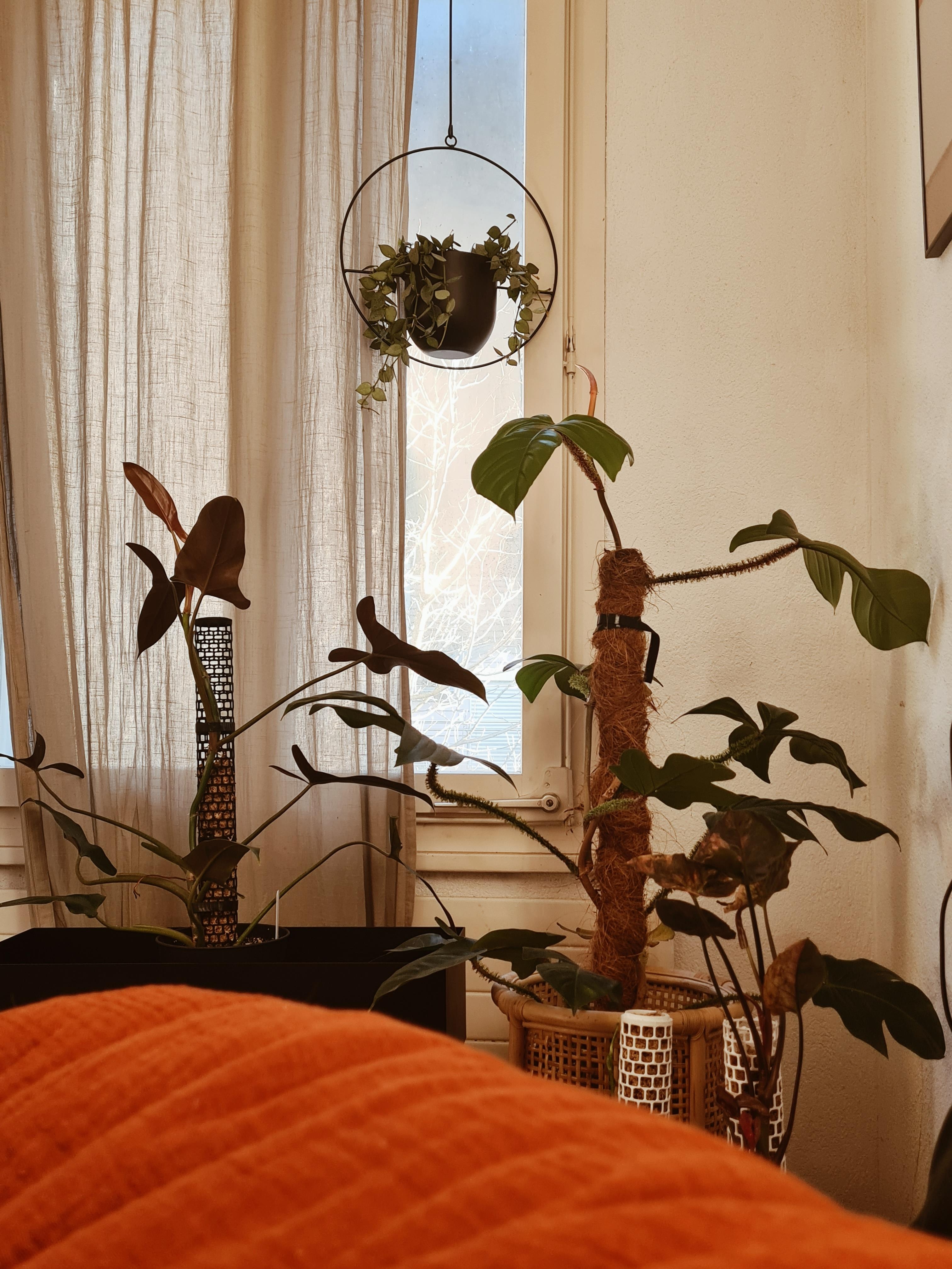 Allen einen schönen Tag
#pflanzenliebe #urbanjungle #home #interior #pflanzenmutti