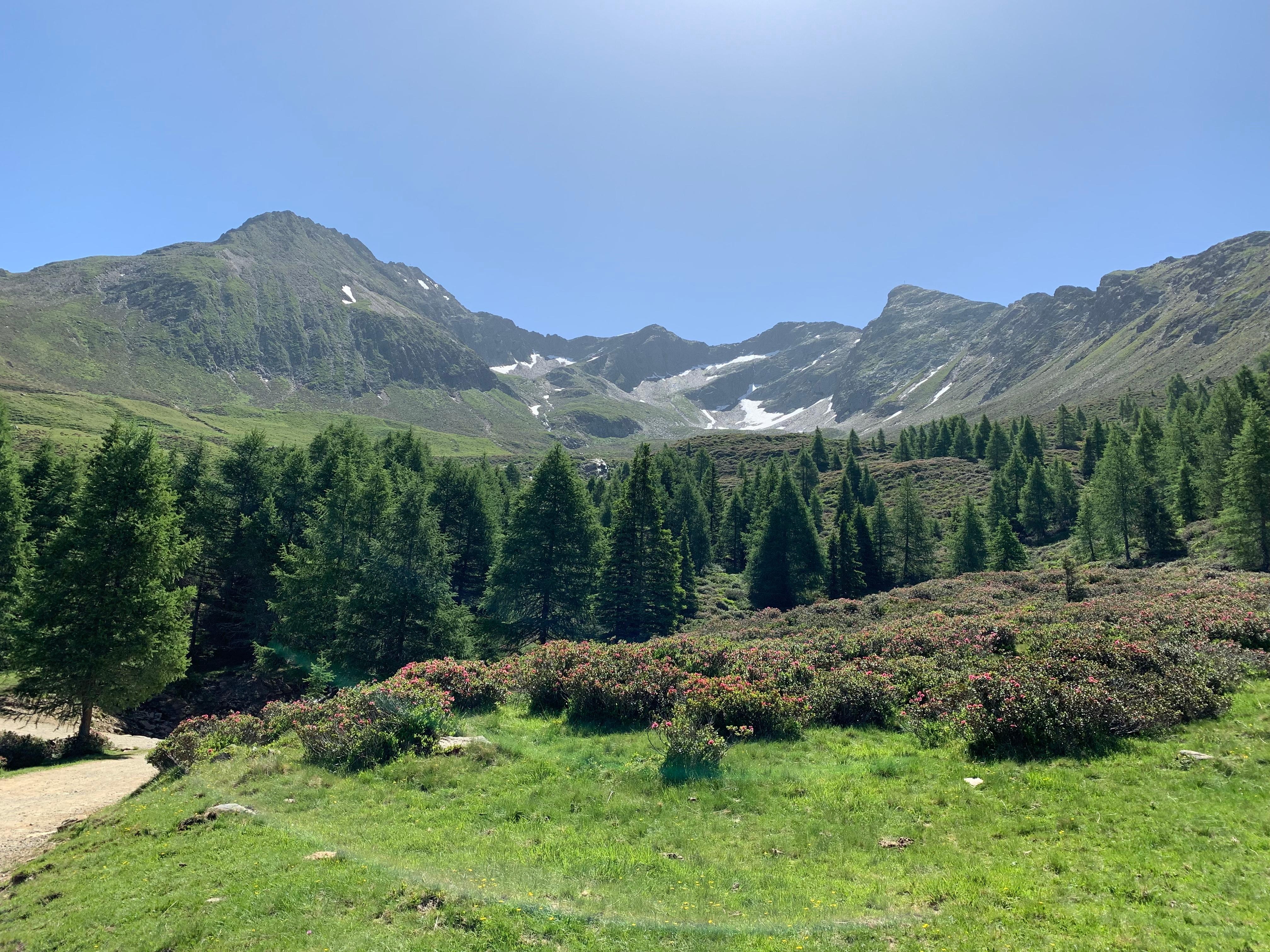 #alpenrosen #almenrausch #aufatmen #bergliebe