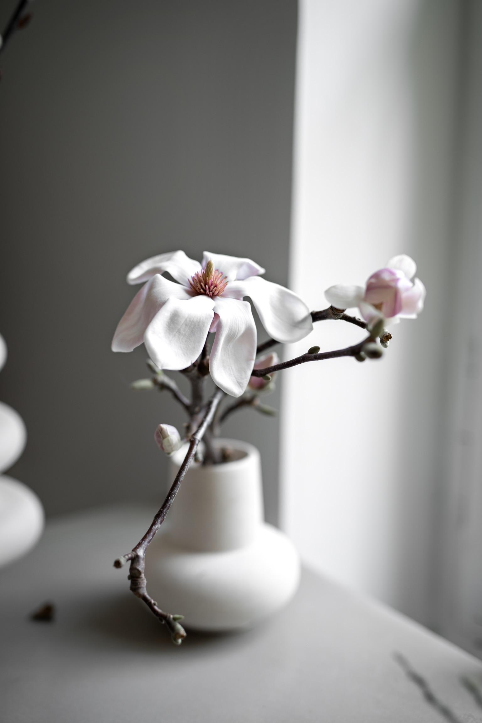 #altbau #magnolie #sonne #blumen #zuhause #frühling