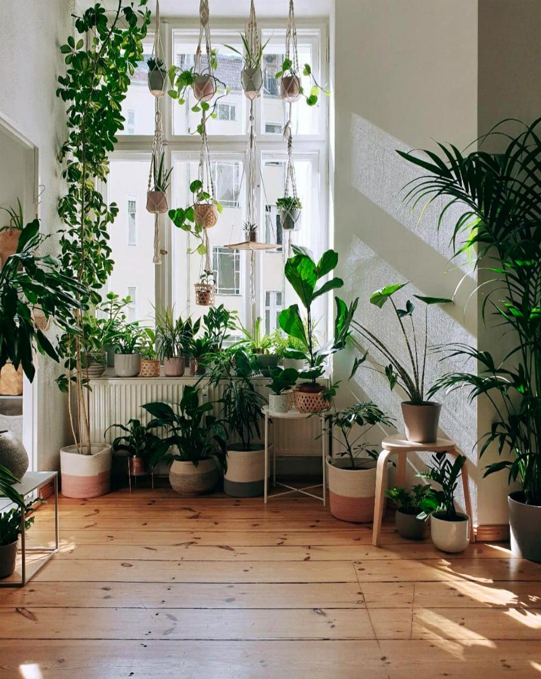Altbaufenster trifft Pflanzen #urbanjungle 