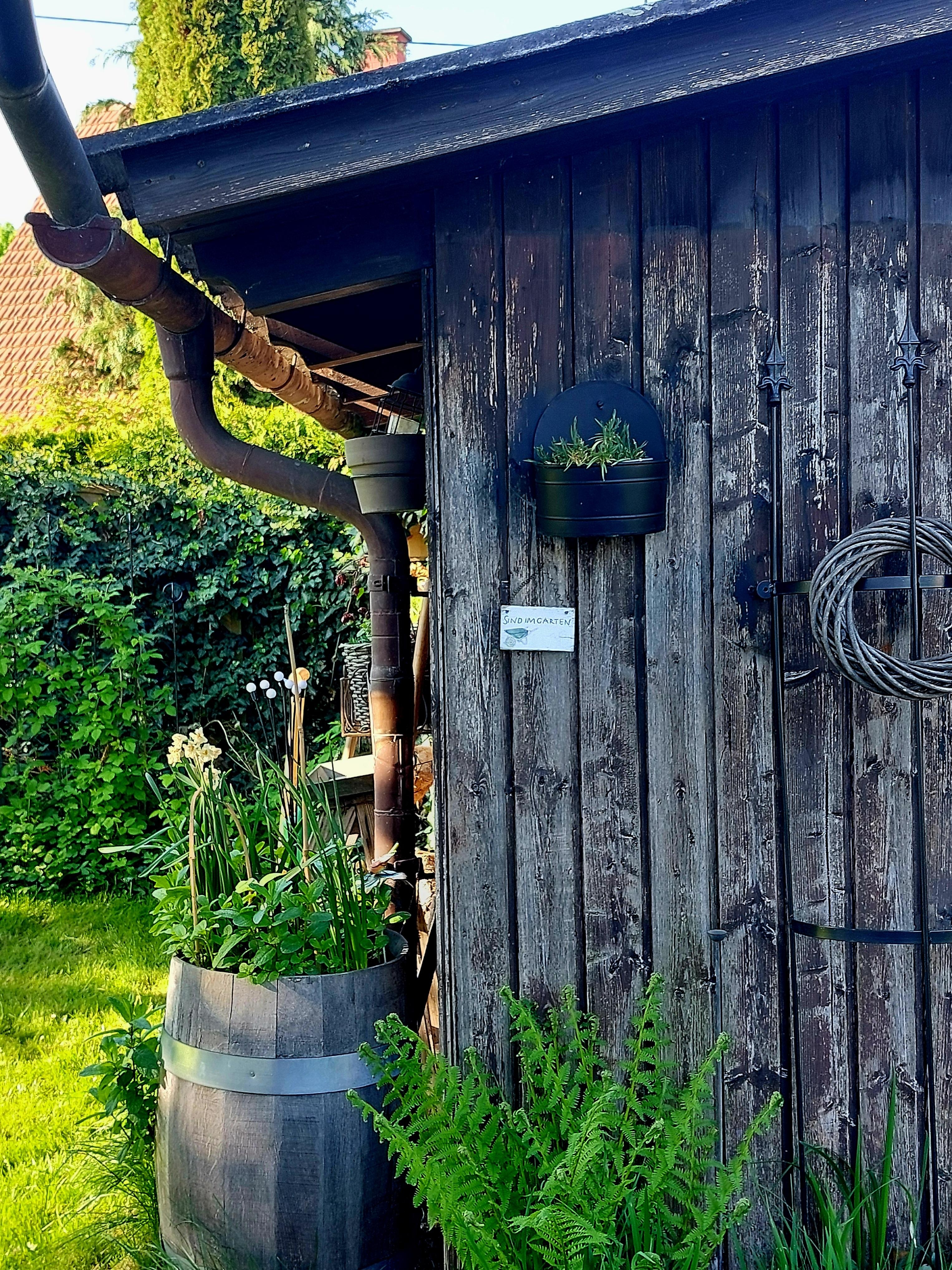Alte Holzgarage mit Farn und Kräuterfass...