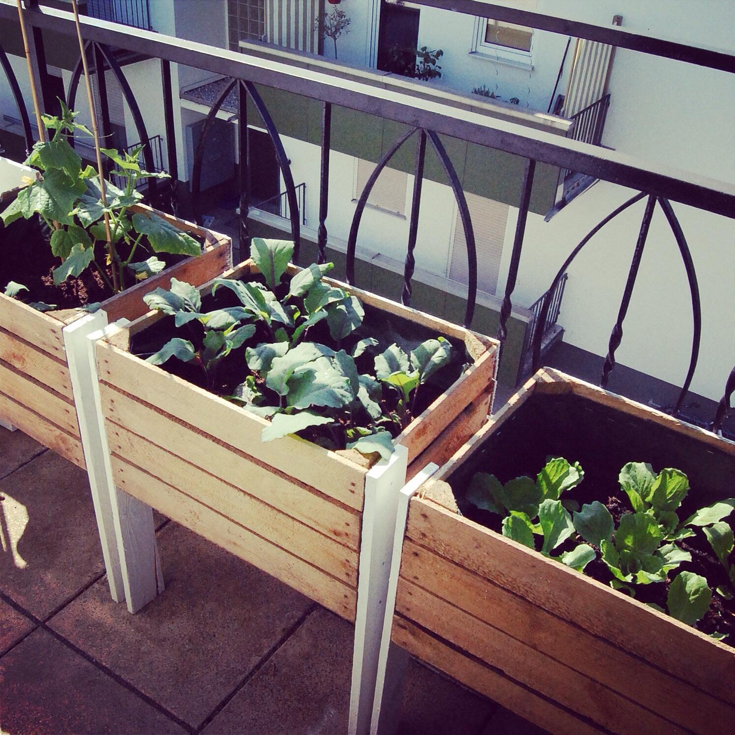 Alte Kiste mit jungem Gemüse - urban gardening #urbangardening ©stadt.bude, Kristin Engel