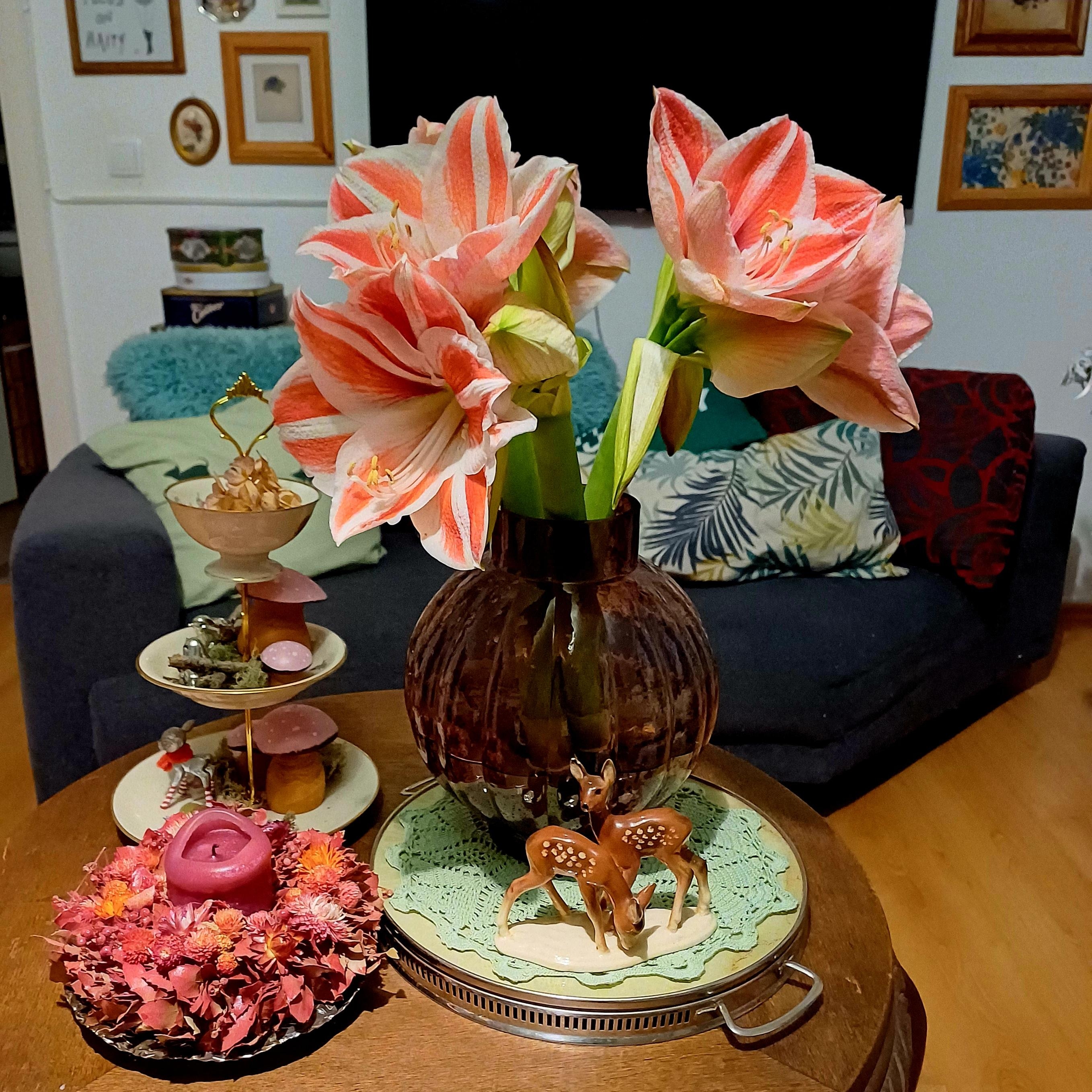 #Amaryllis, die allerschönsten #Winterblumen 🥰🌸 #Blumen #Wohnzimmer 