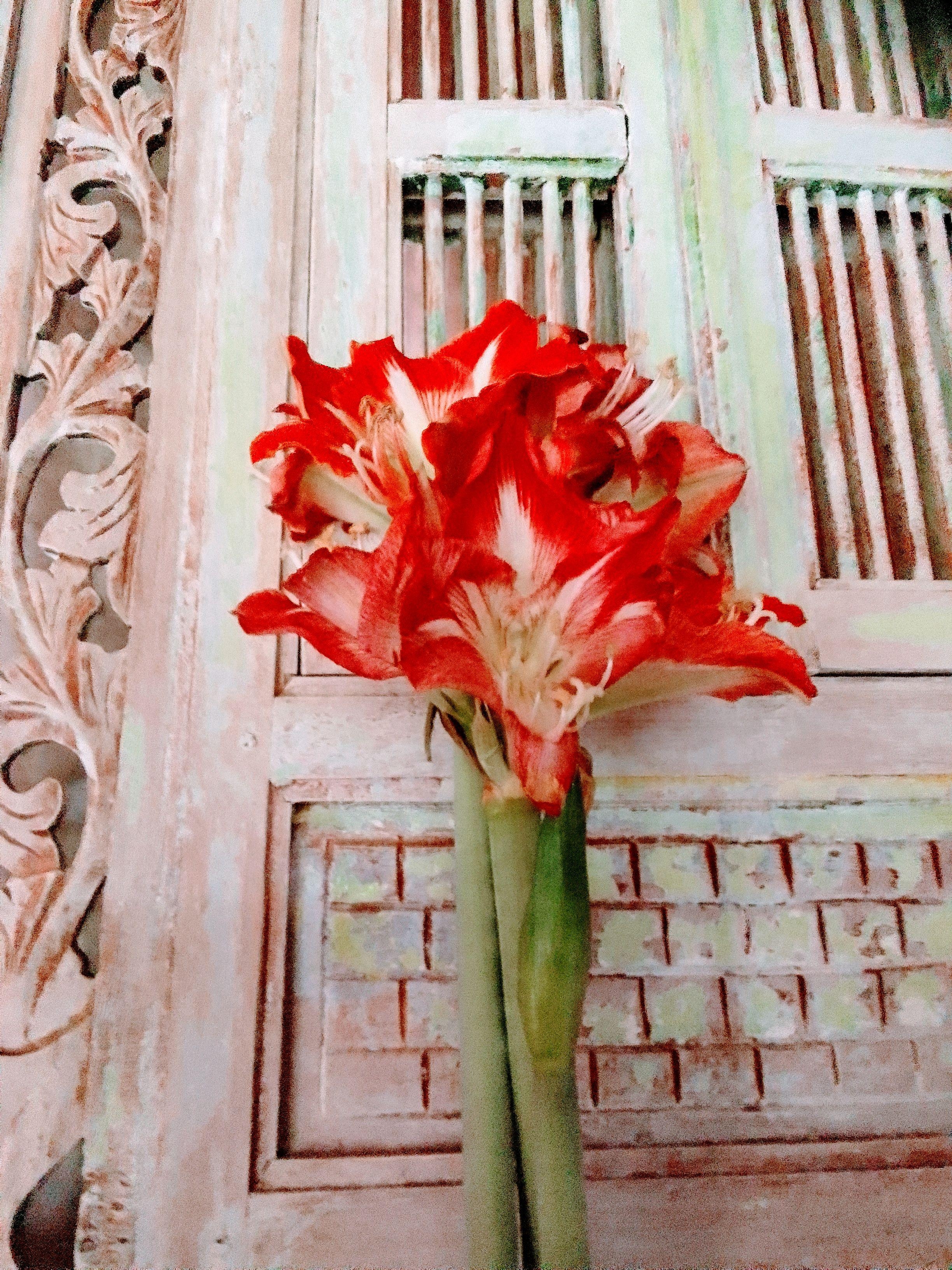  #amaryllis #winterblüher #februar