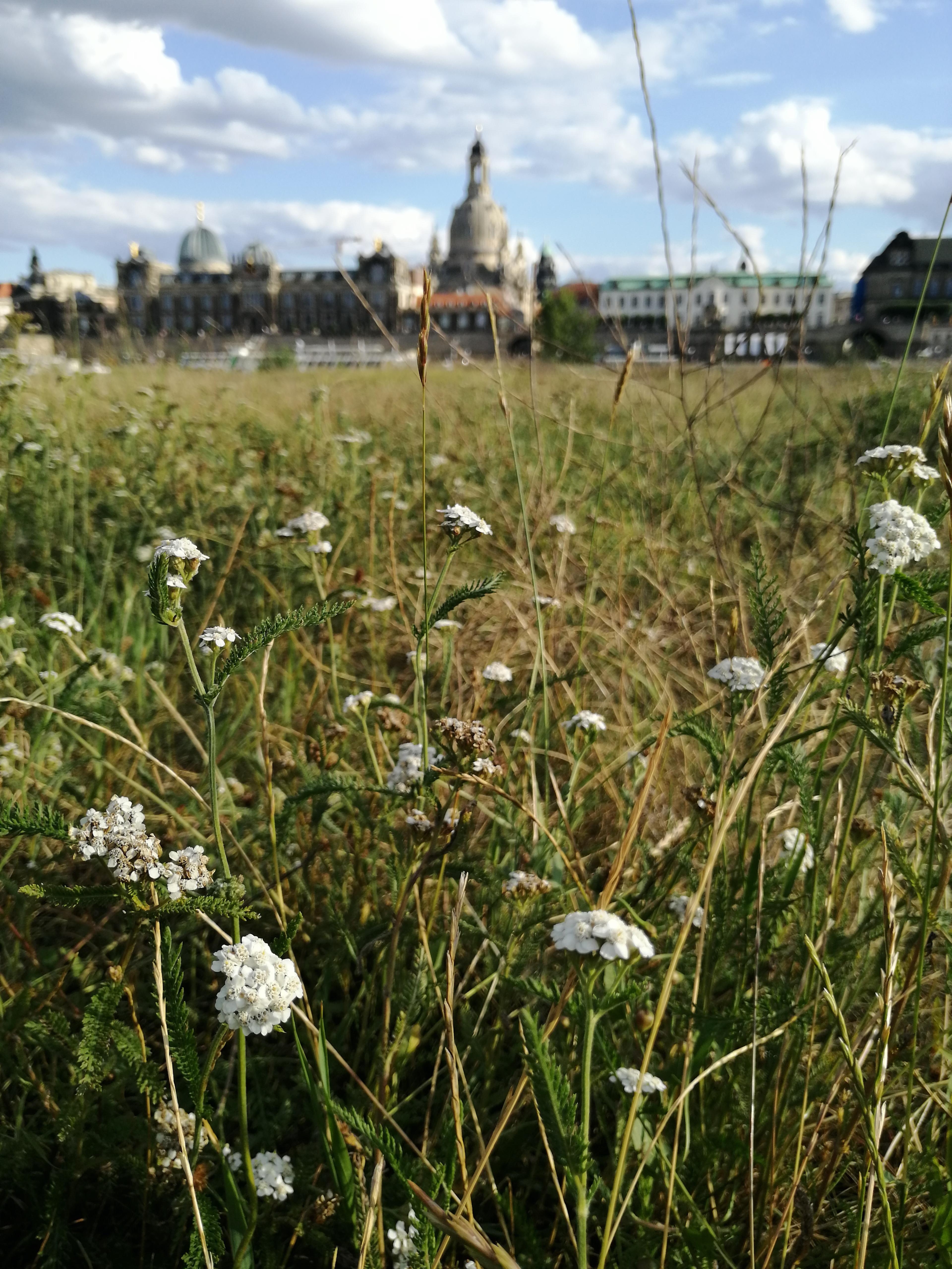 An der Elbe im Gras liegen und das Panorama genießen, das ist #urlaubzuhause. ☀️ #outdoorweek 