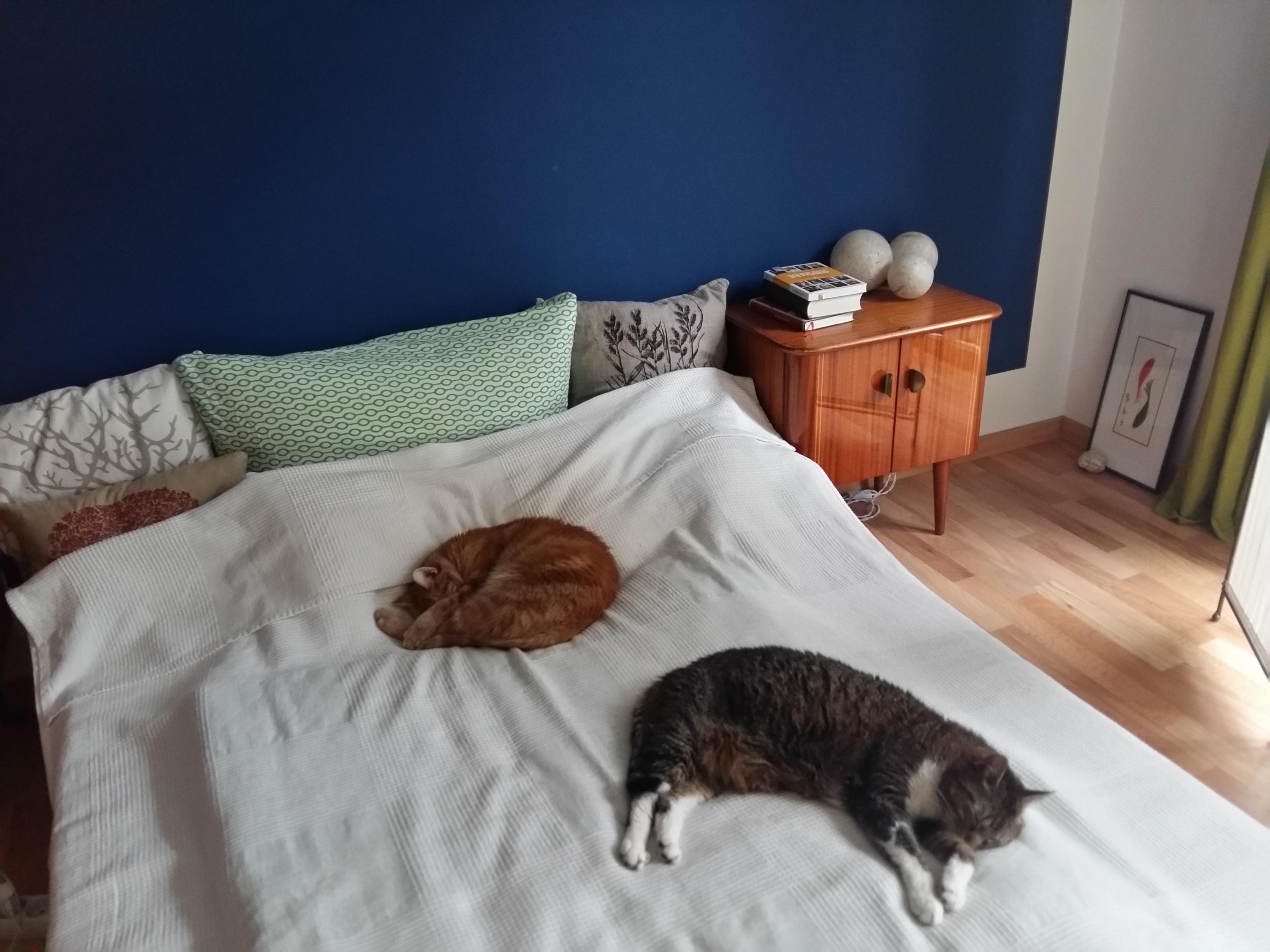 an so einem trüben Morgen ist das Bett direkt nach dem Aufstehen wieder belegt #bishoffentlichgleichliebesonne #cats
