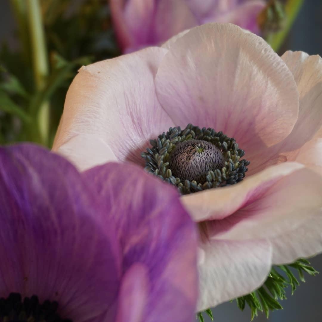 #anemone #slowflowers