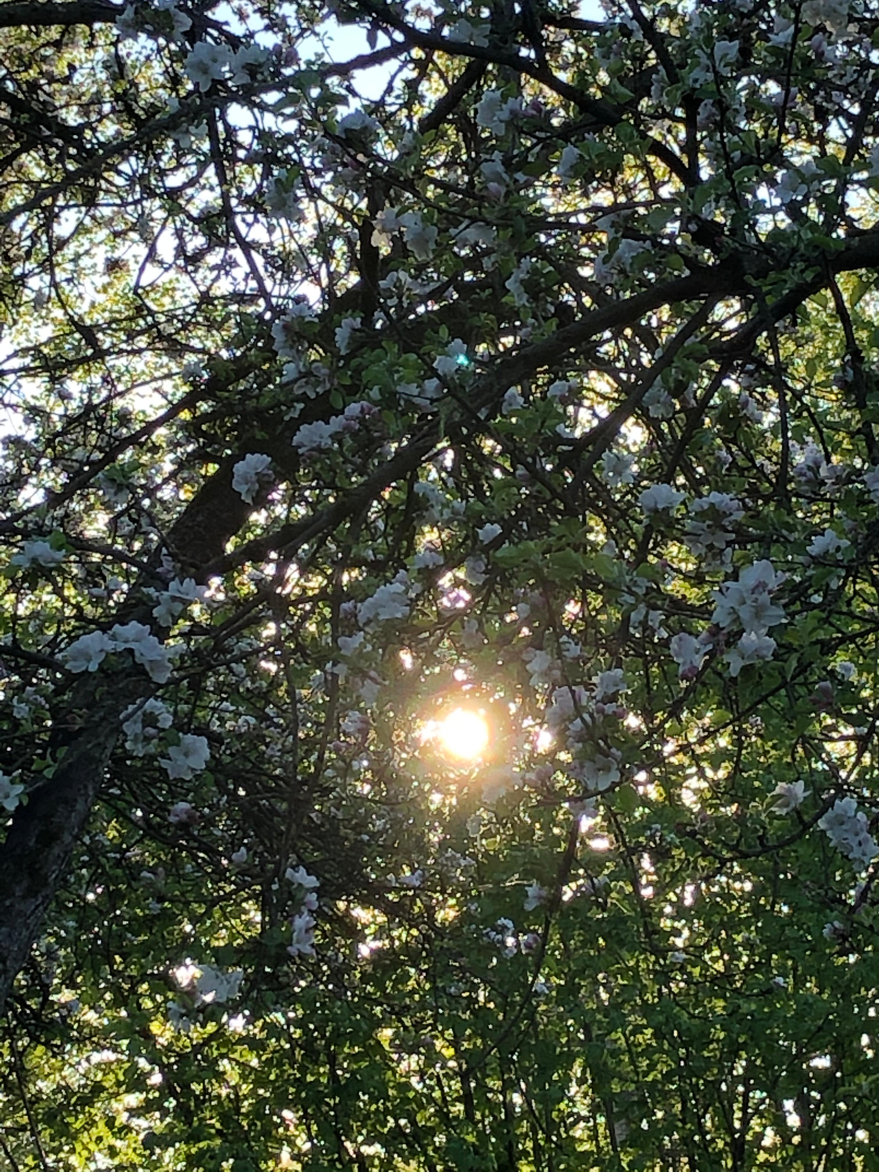 Apfelblüten und Sonne, sooo schön!
#frühling #naturliebe