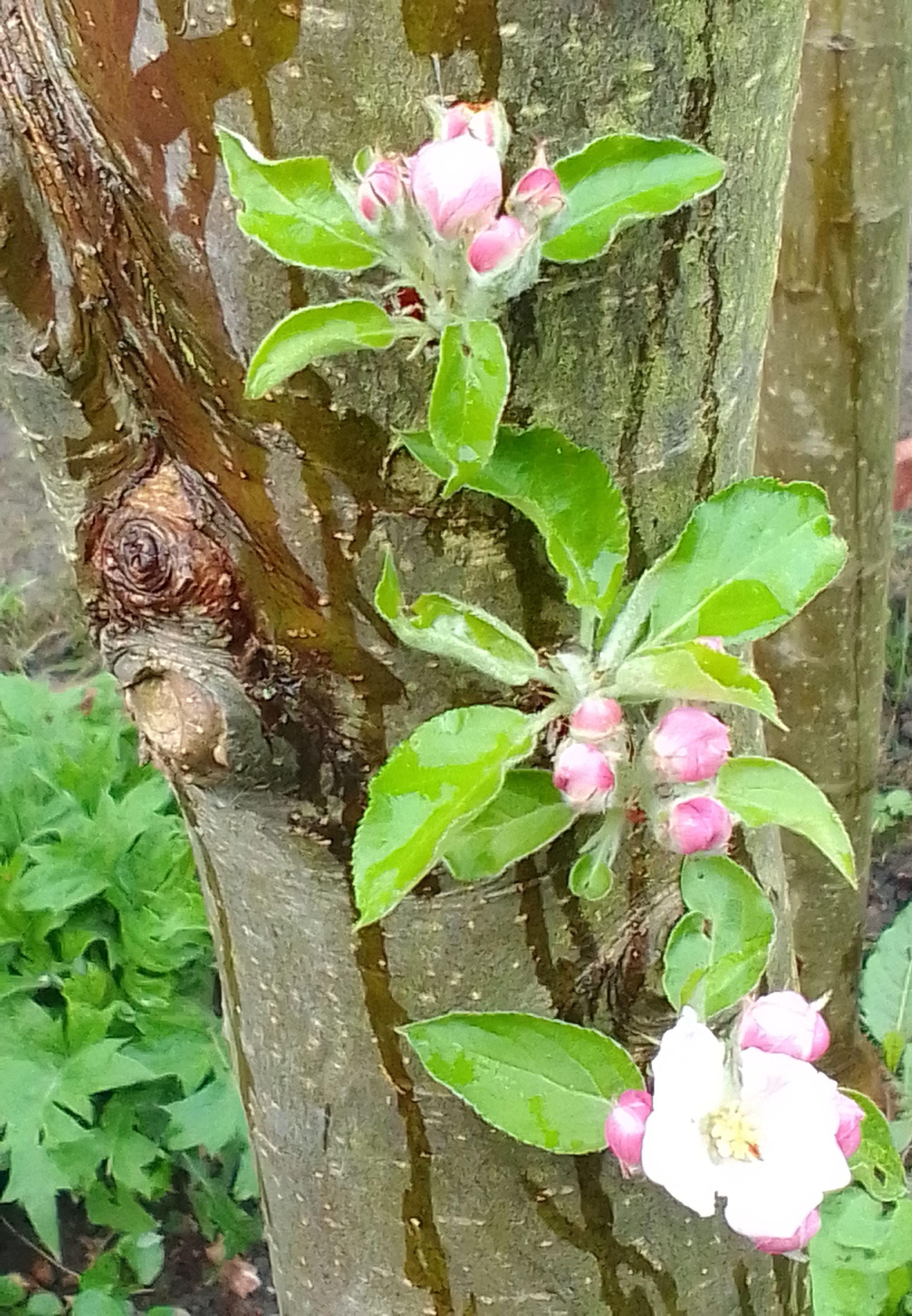 #April #Apelbaum #Apfelblüte
