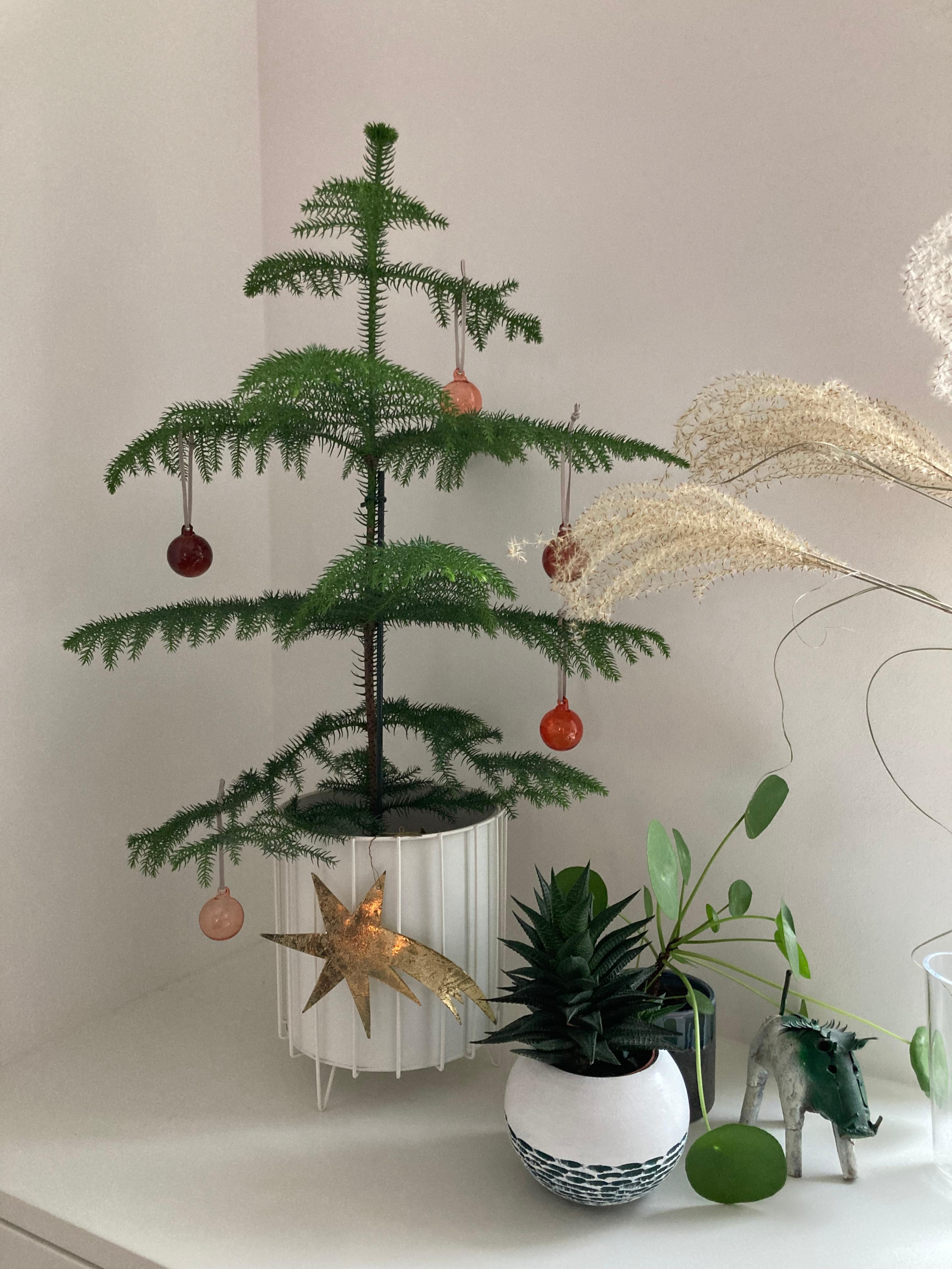 #Araukarie #Weihnachtsbaum 