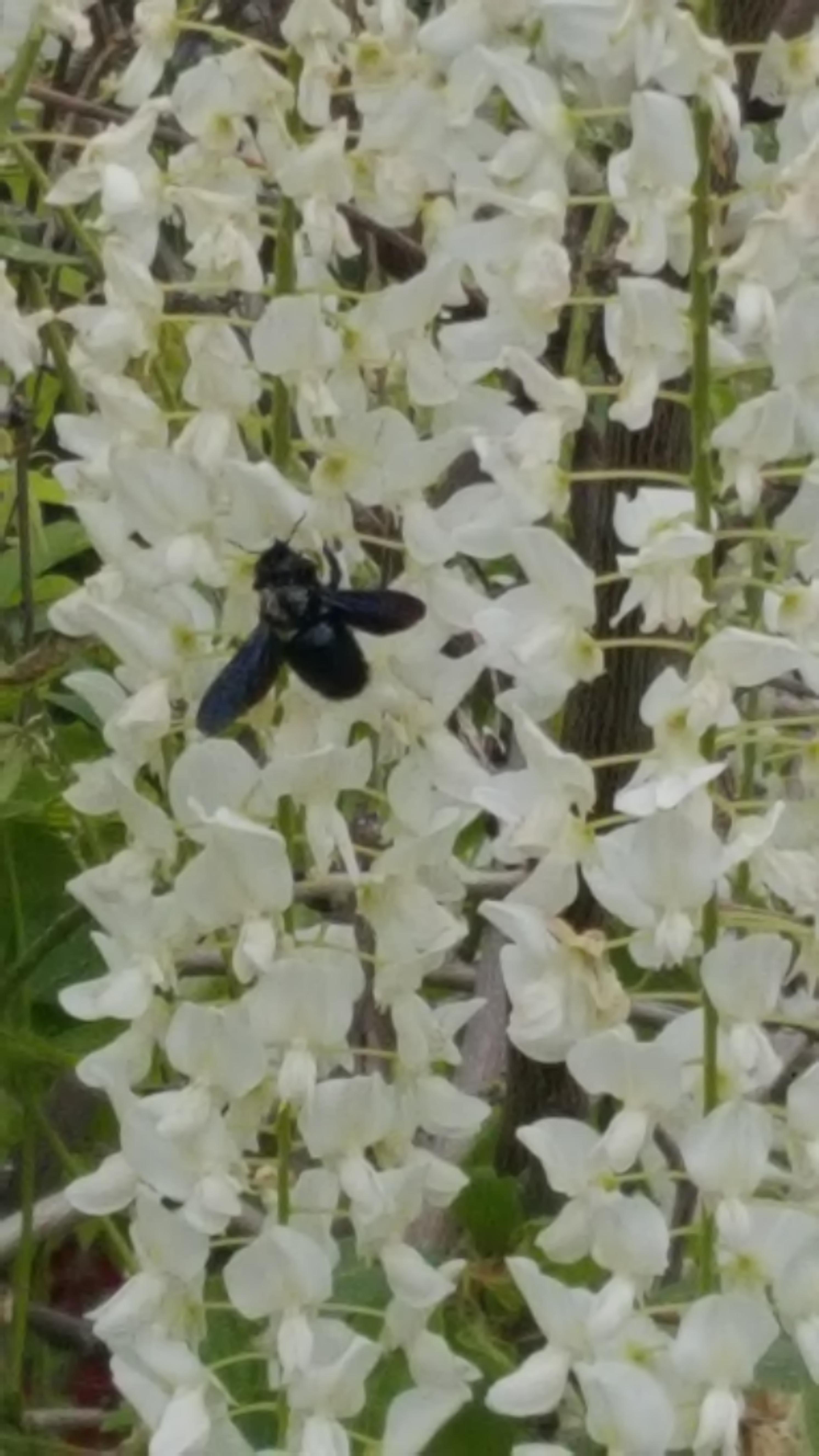 Auch die blaue Holzbiene haben wir bei uns dieses Jahr das 1. Mal häufiger gesehen ,oft am weißen  duftenden Blauregen .