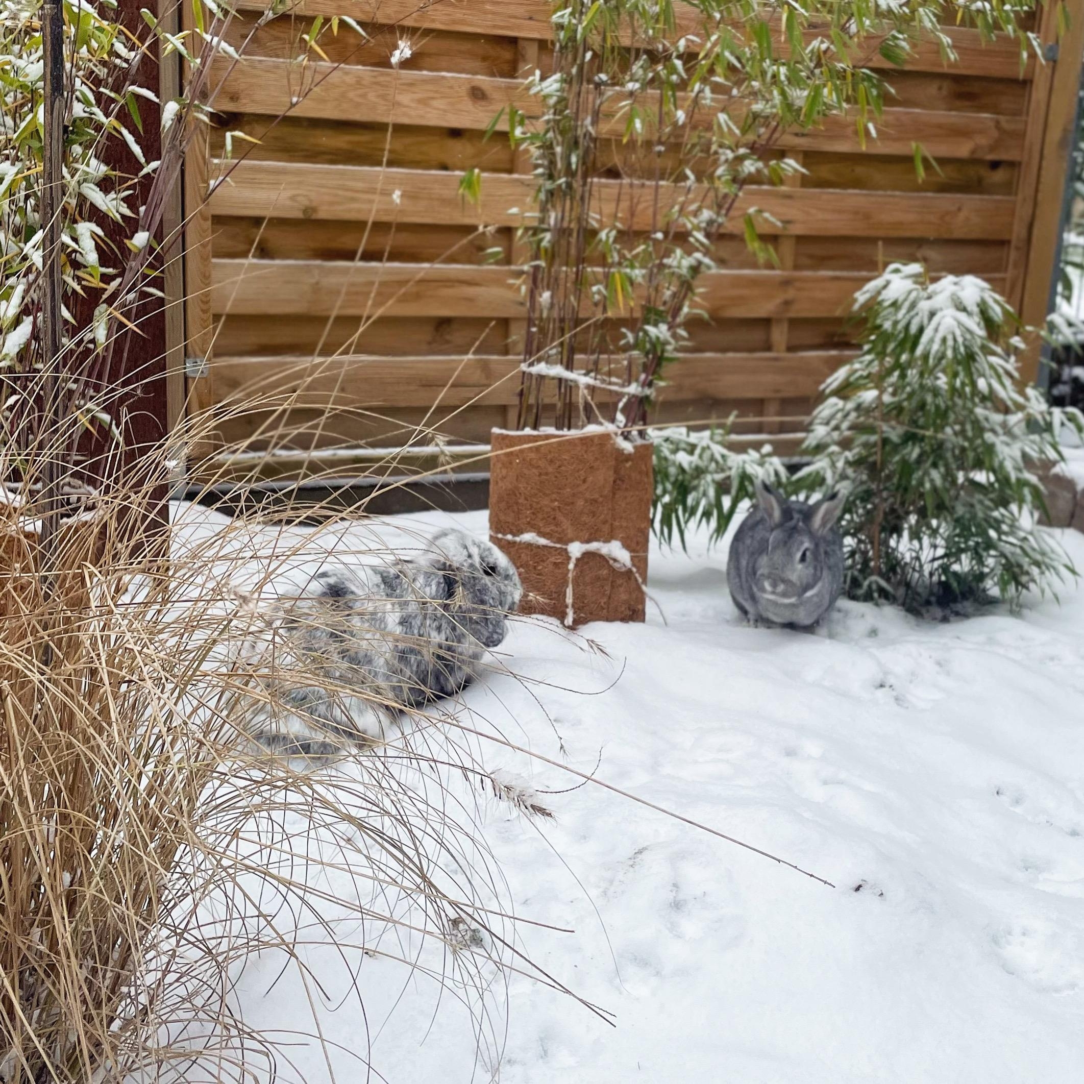Auch die #Kaninchen haben ihren Spaß im #schnee ❄️! #garten #bambus 