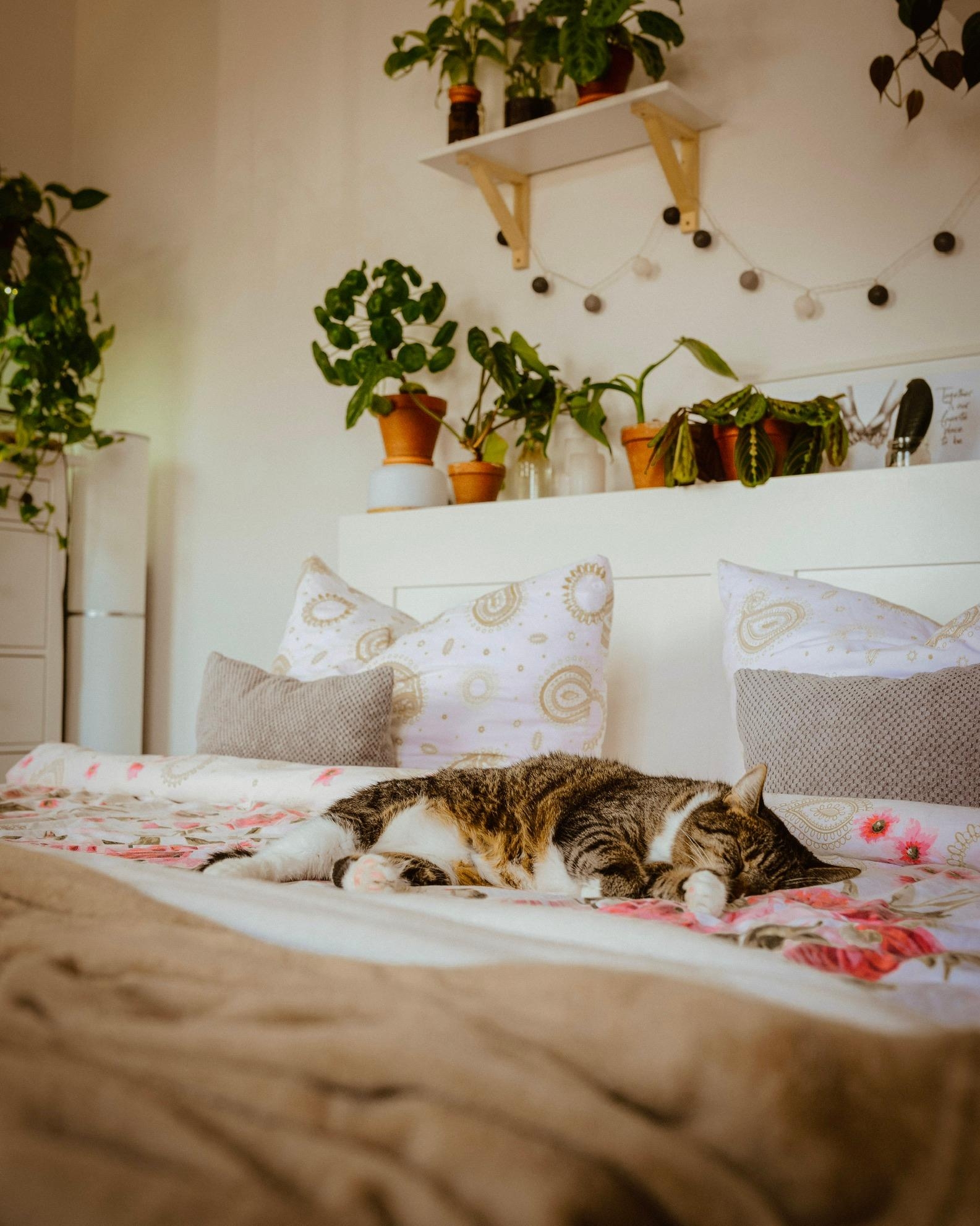 Auch im Schlafzimmer dürfen Pflanzen nicht fehlen - die Katze natürlich auch nicht 😂 #pflanzenliebe #katzenliebe
