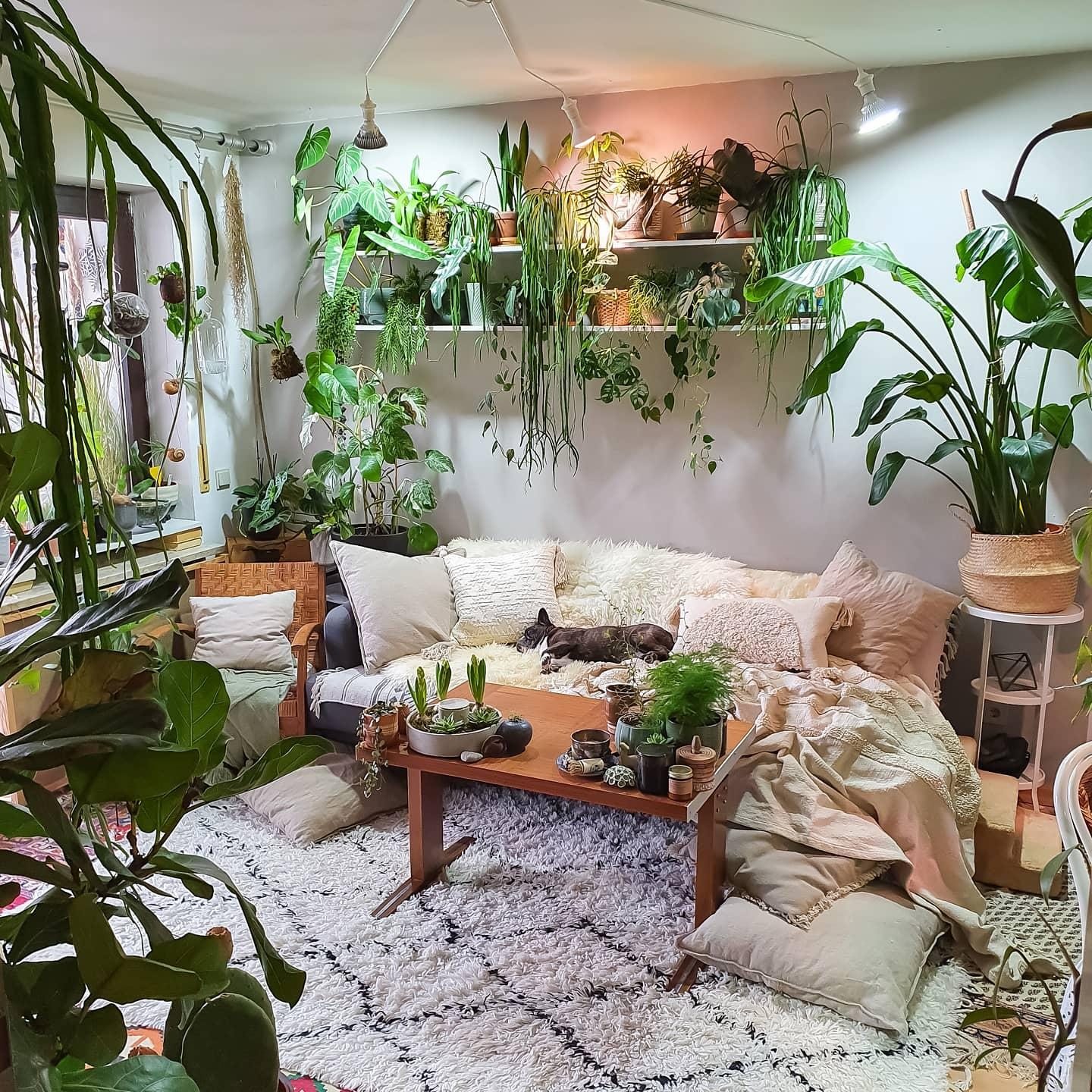 Auf in eine neue Woche #wohnzimmer #couchstyle #couch #Pflanzen 