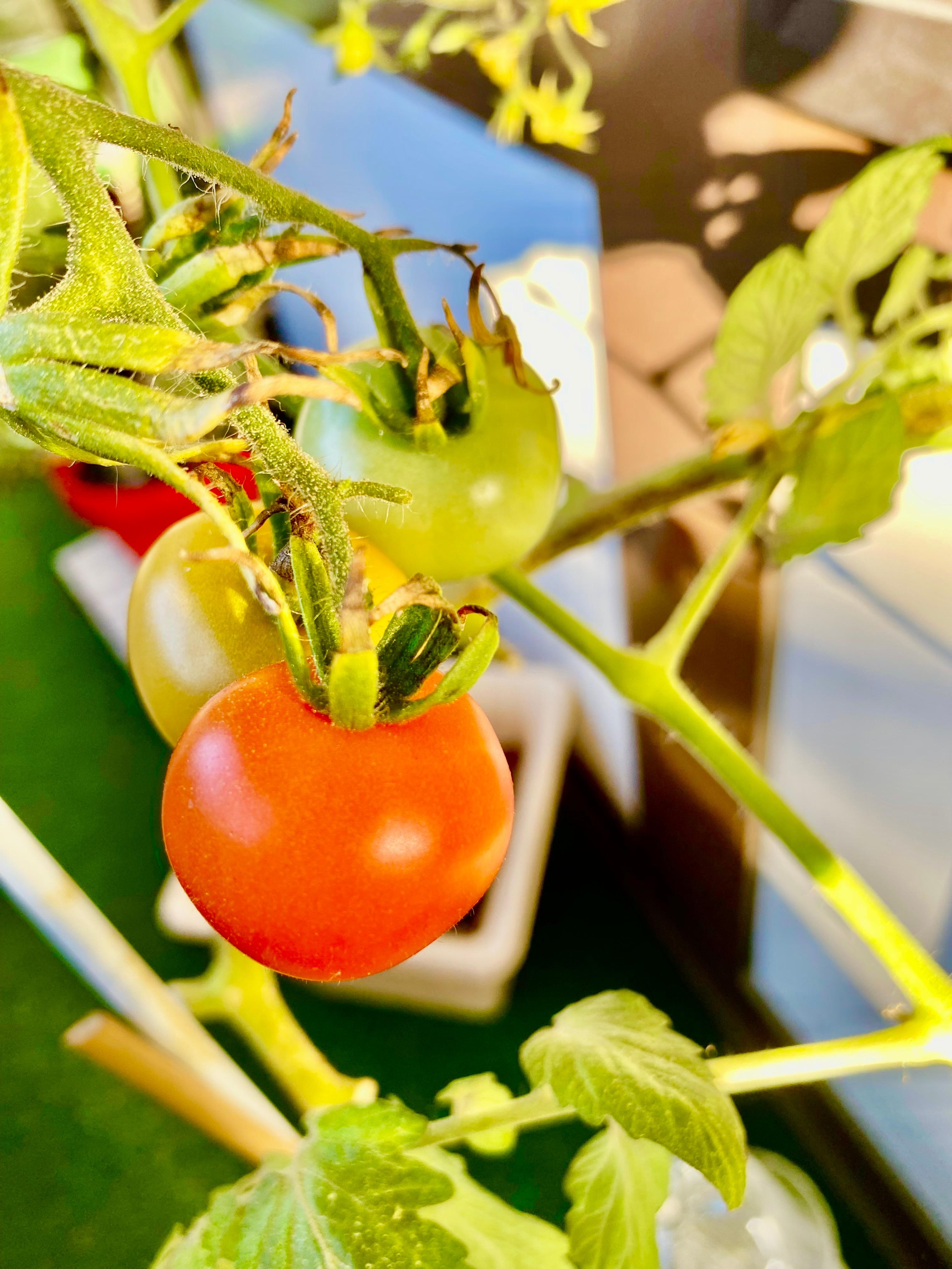 Auf meinem Balkon gibt es noch reichlich reife Tomaten 🍅 
#balkon #herbst #sonne #tomaten
