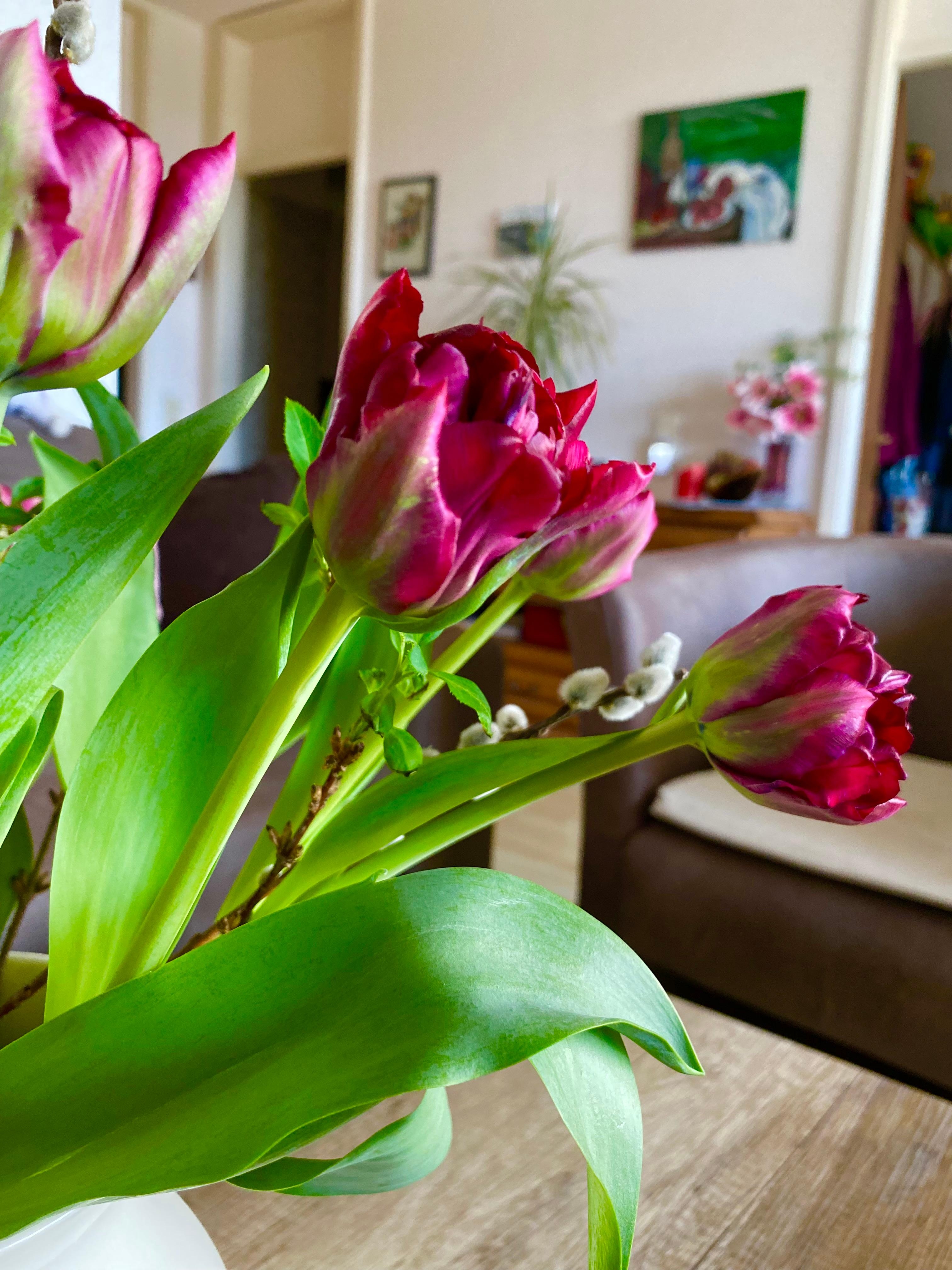 Aus meinem Wohnzimmer, mit frischen Tulpen 💐 vom Markt, wünsche ich ein sonniges Wochenende 😃
#blumenliebe #wohnzimmer #wochenende #sonne #frühling