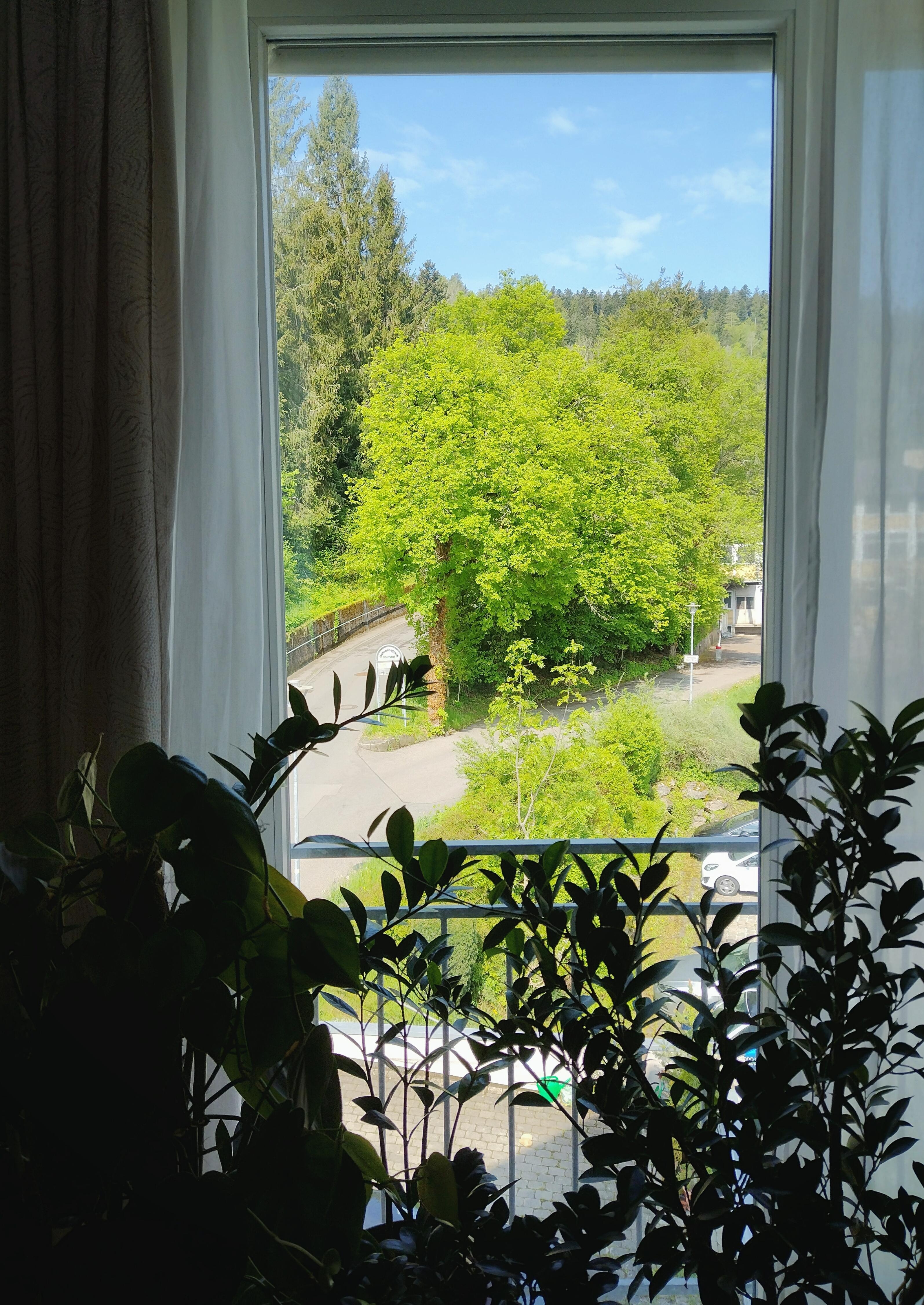 Ausblick Wohnzimmer 💚🌿 #ausblick #pflanzen #pflanzenliebe #wohnzimmerfenster #französischesfenster #grün #details