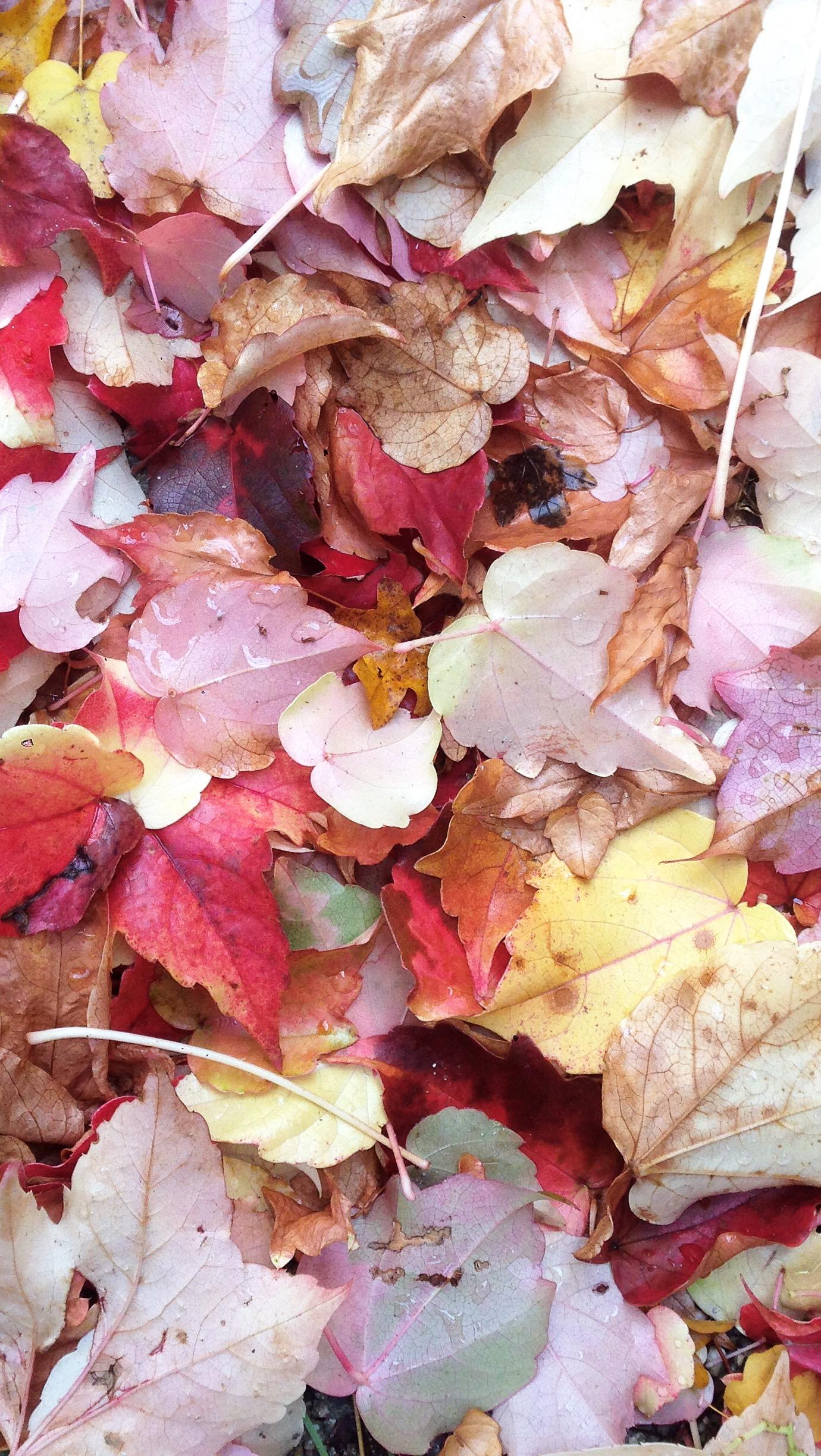 Autumn is here #stillcolourful #vondirinspiriert