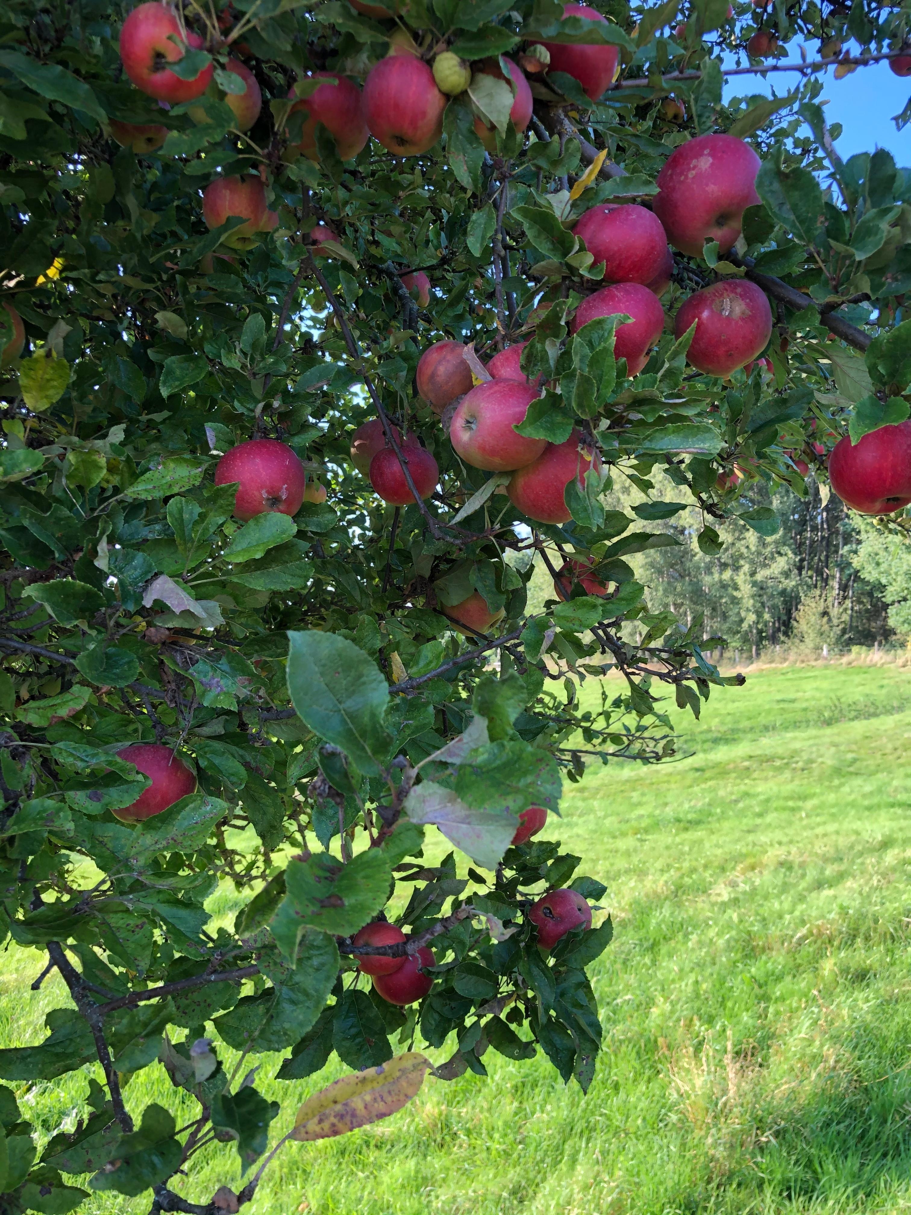 #Autumnvibes wunderschöner Apfelbaum mit leckeren Äpfeln am Feldrand