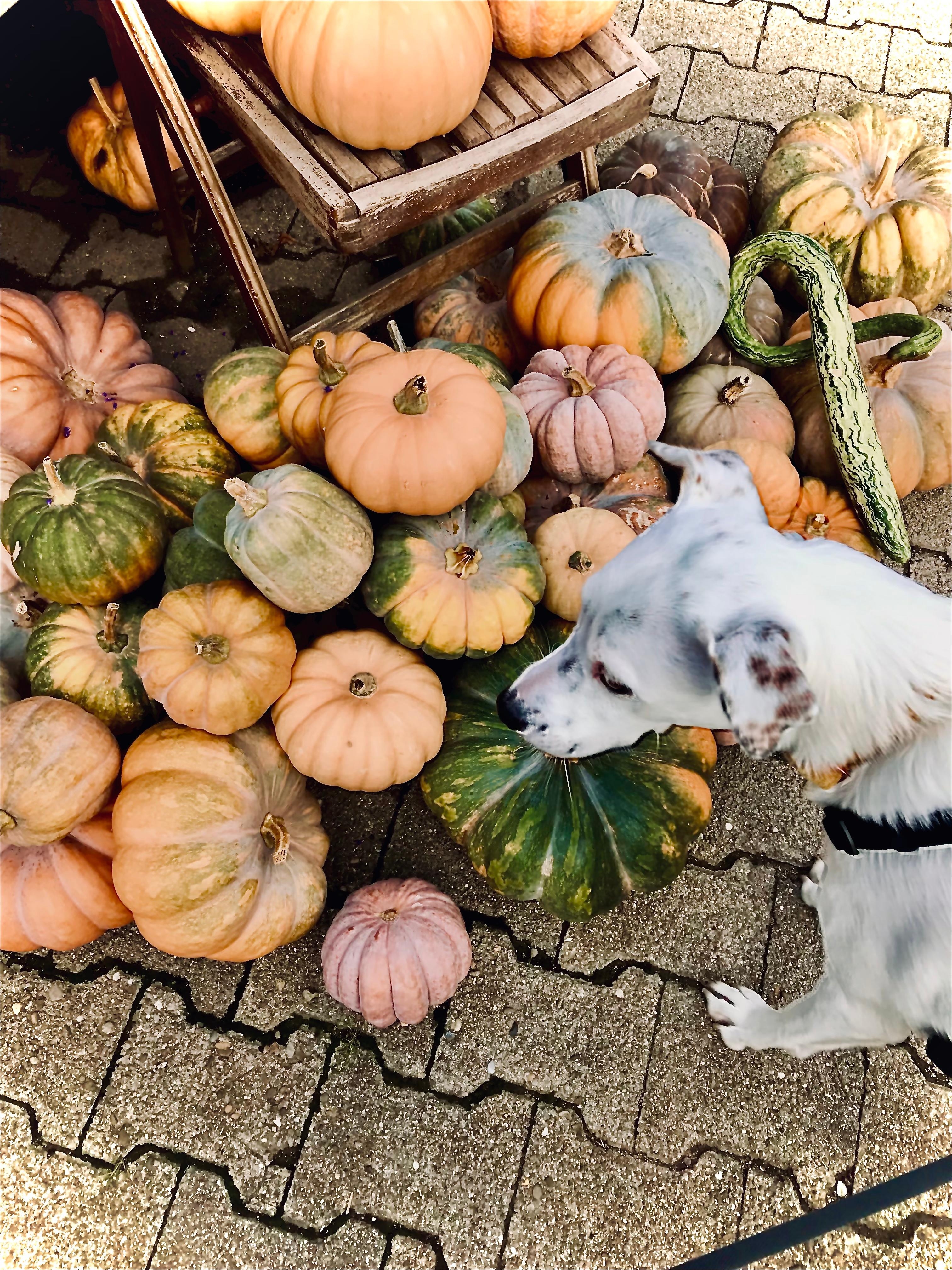 Avy und die pumpkins 🎃

#hofladen #herbsttag #pumpkin #doglove #outdoor 